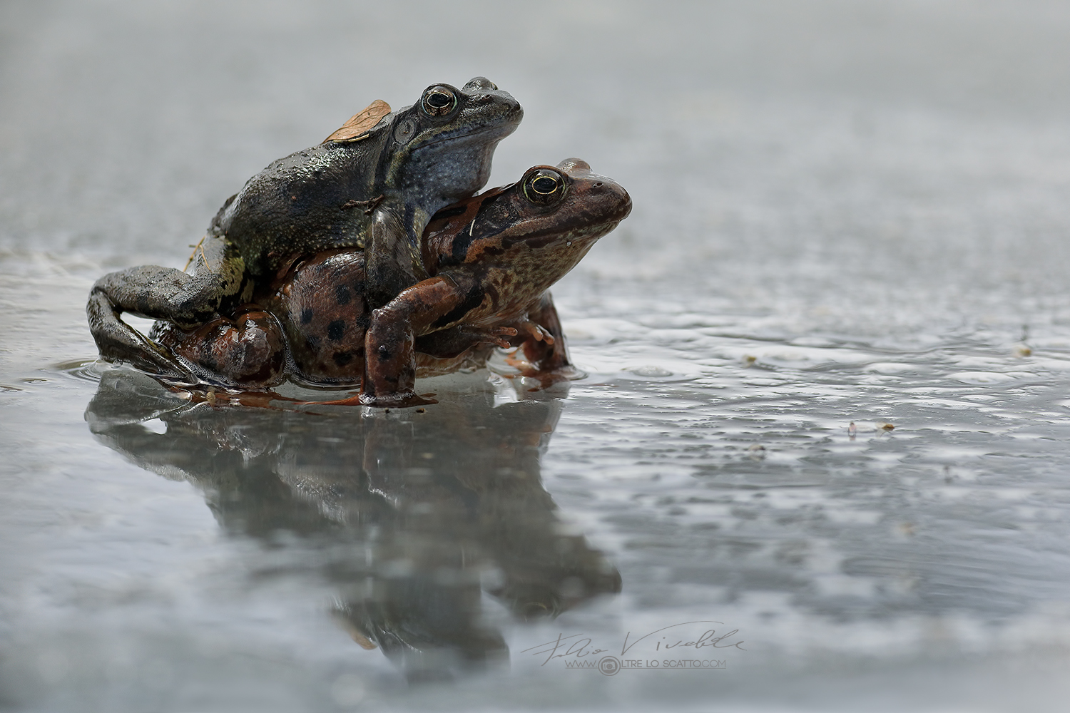 Frog Temporaria mating