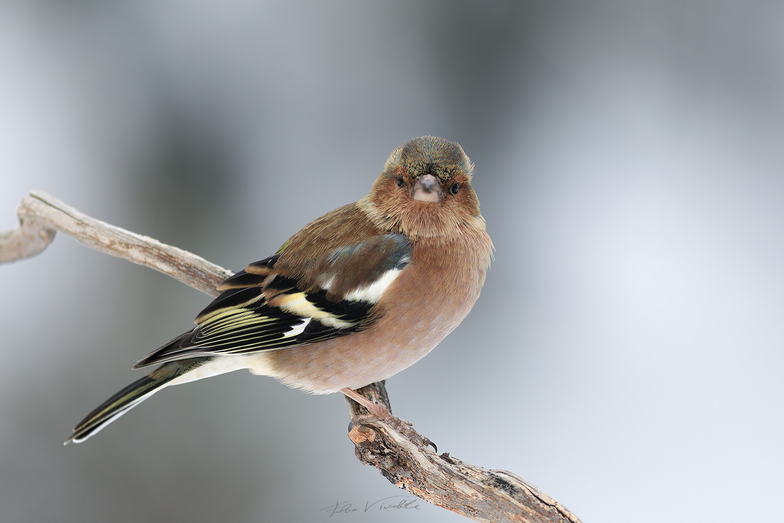 Finch Snowfall