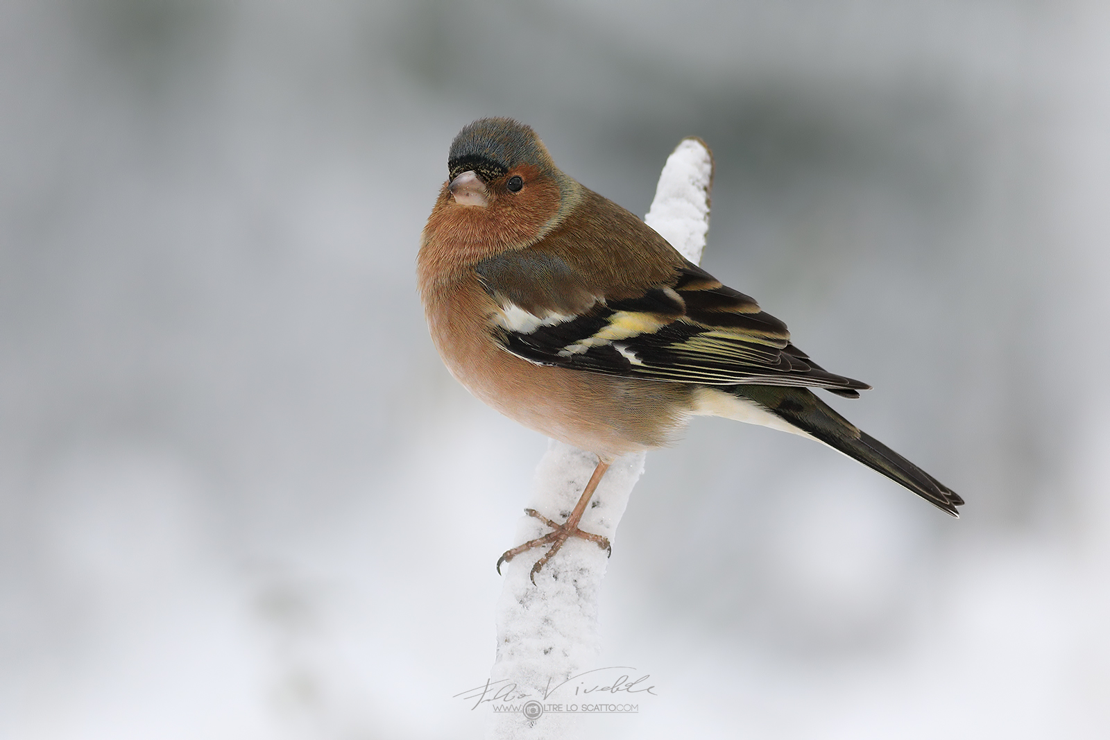Chaffinch second snowfall