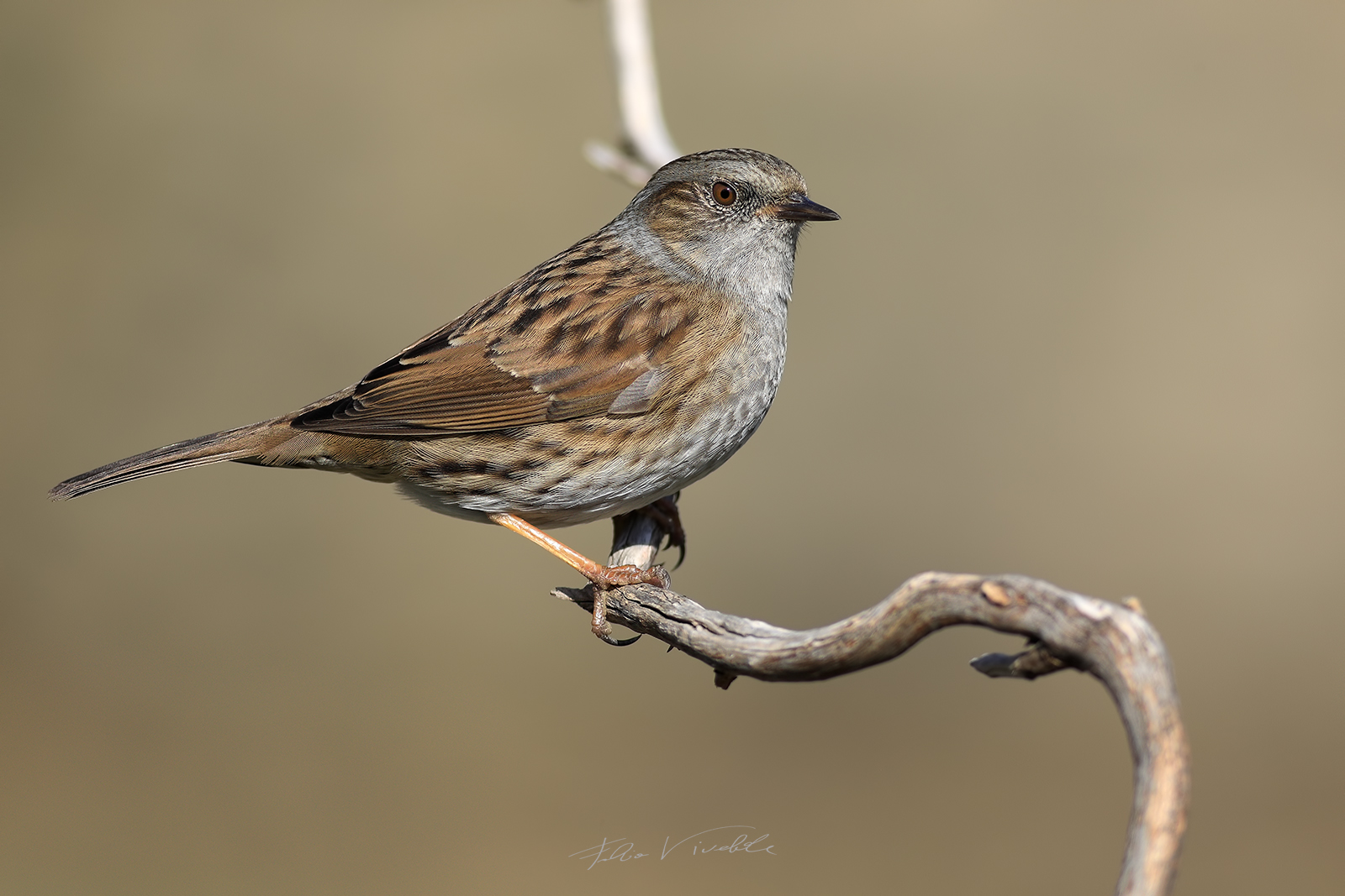 Passera Scopaiola su ginepro
