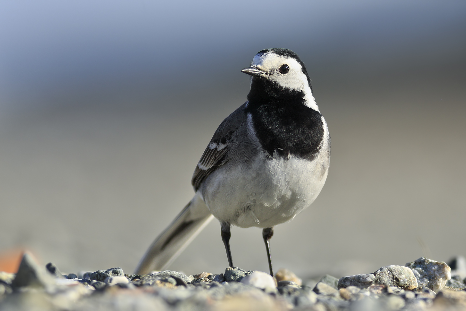 White wagtail