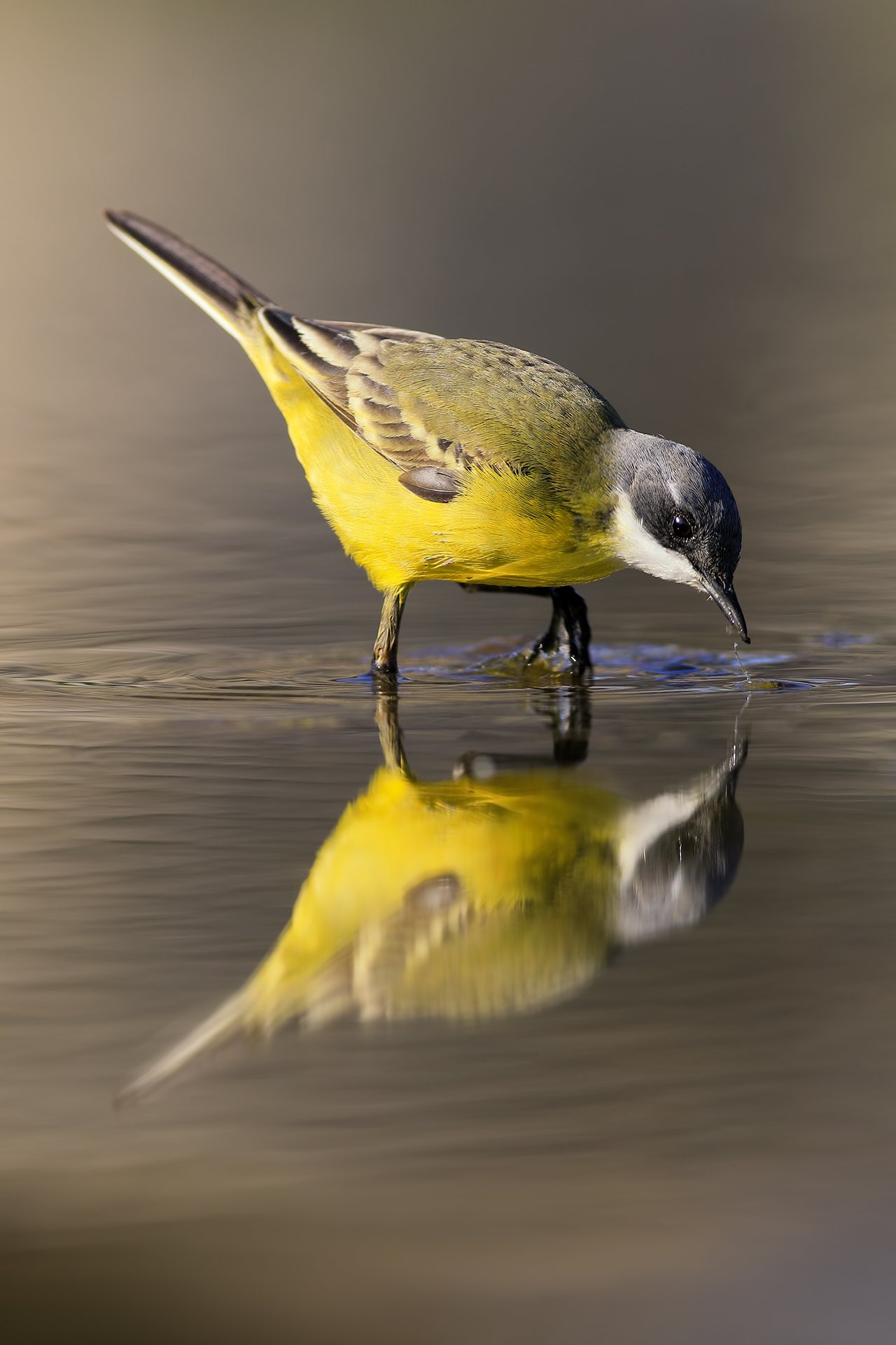 Wagtail