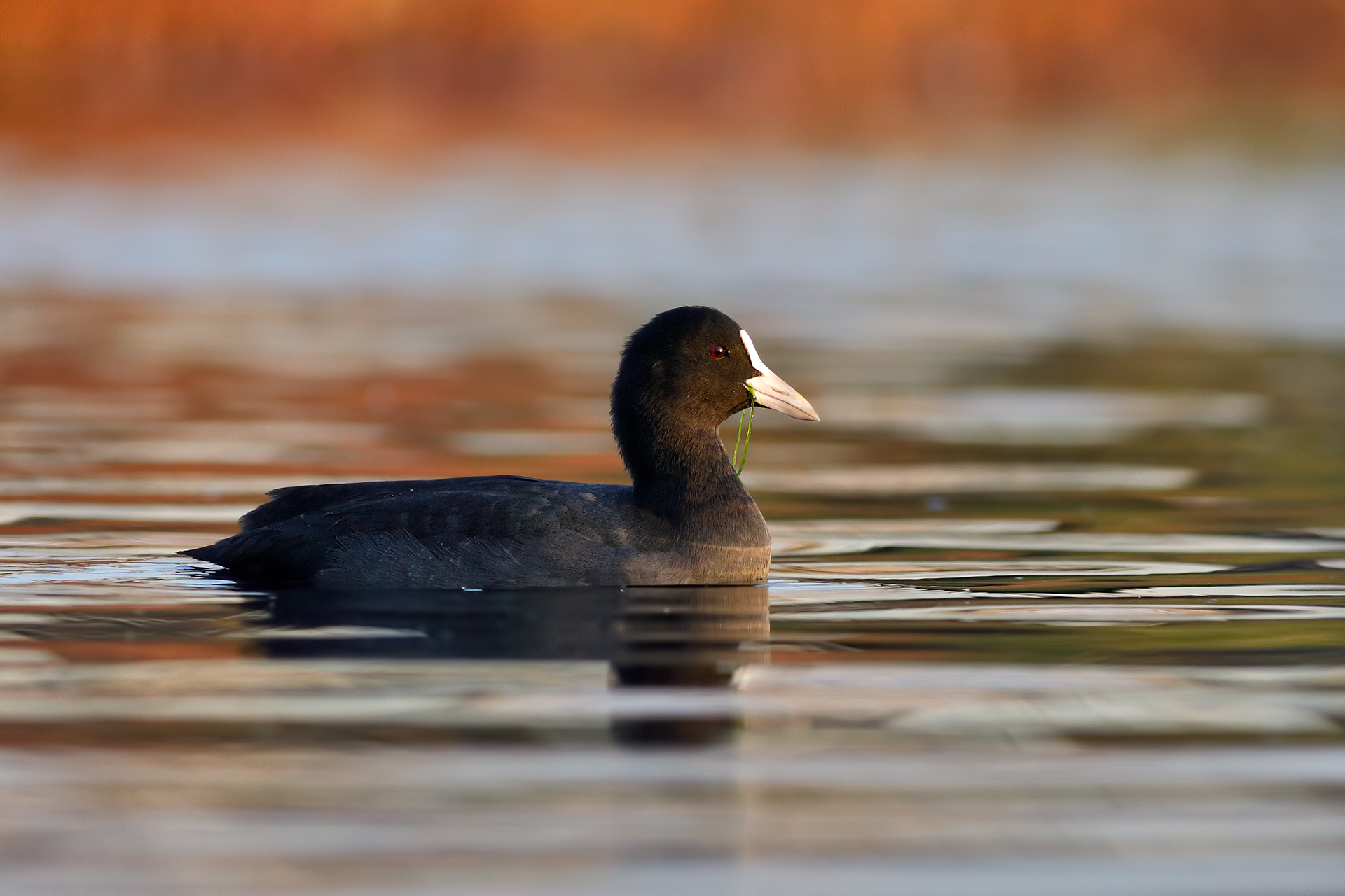 Coot at Dawn