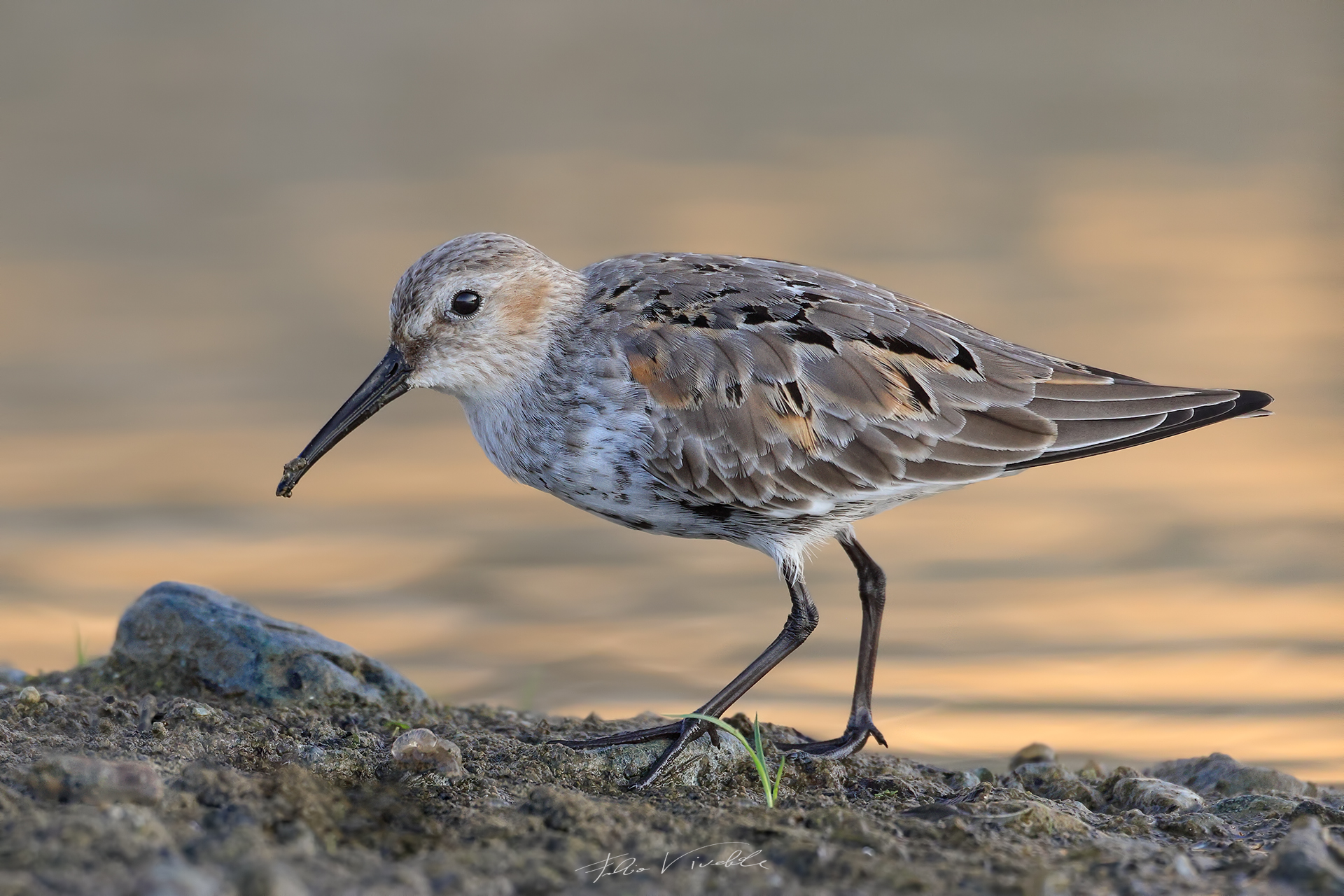 Dunlin