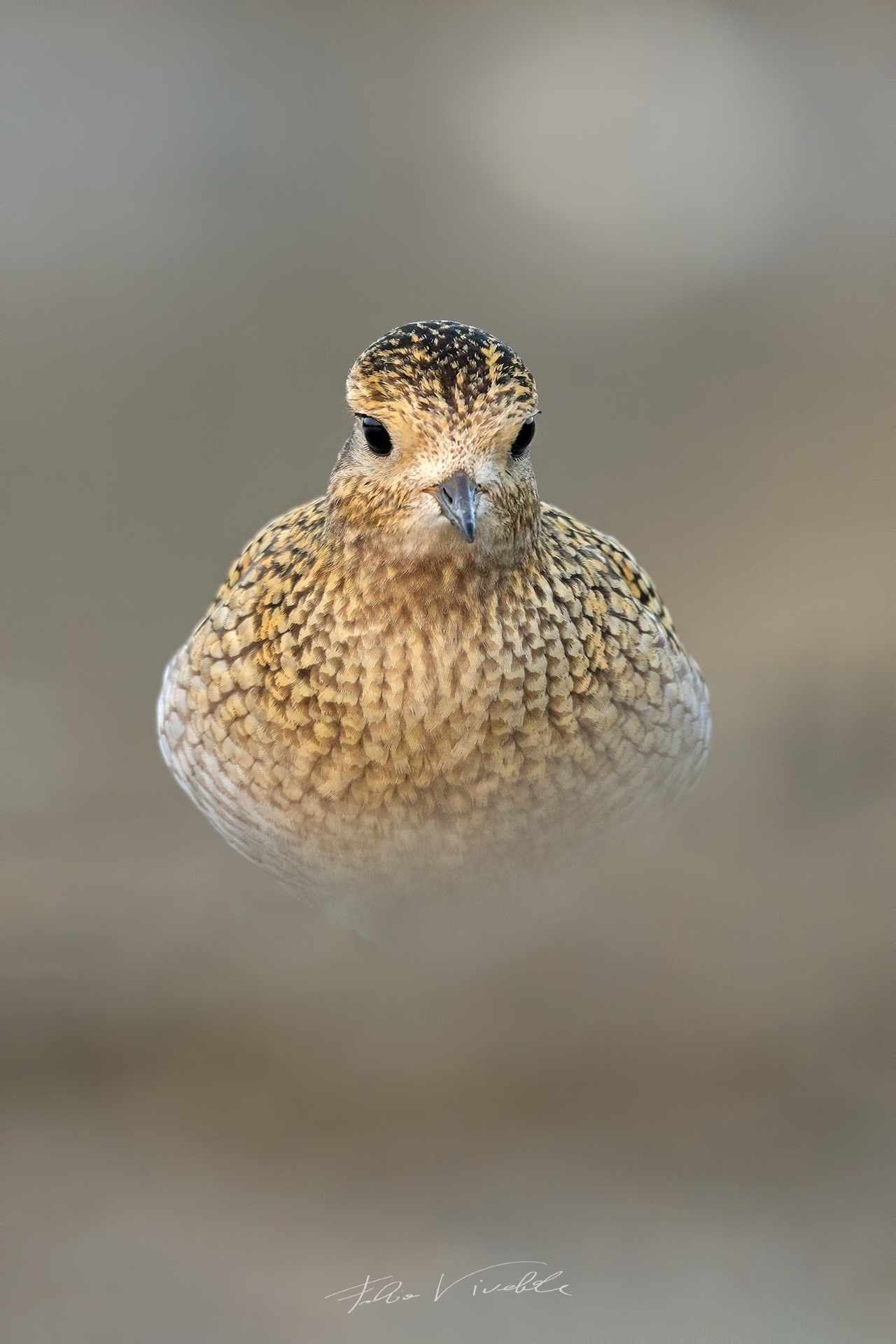 Piviere Dorato nelle nuvole