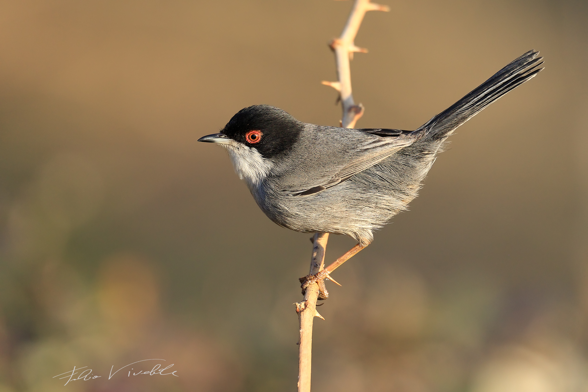 Occhiocotto on the bramble
