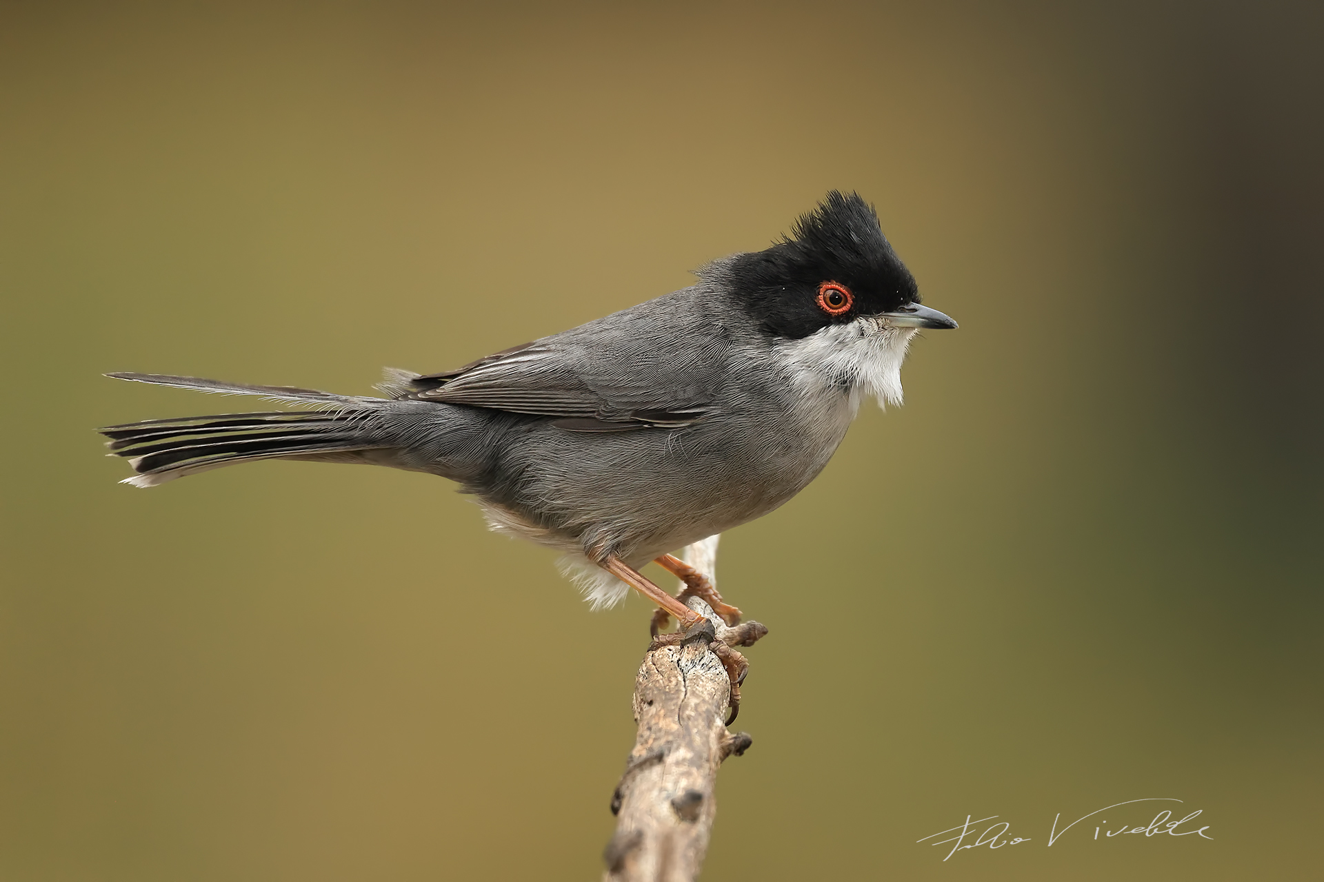 Disheveled warbler