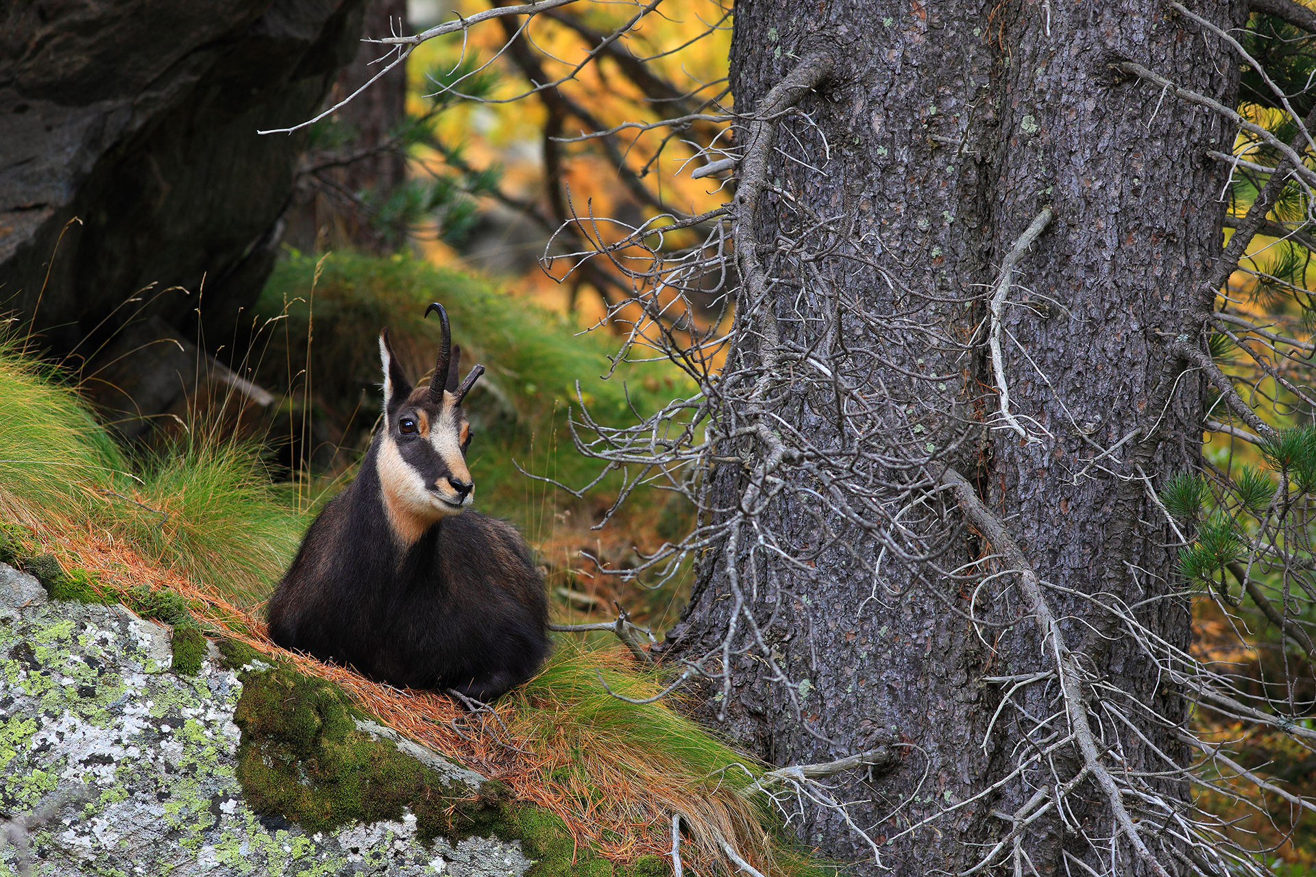 Camoscio nel bosco autunnale