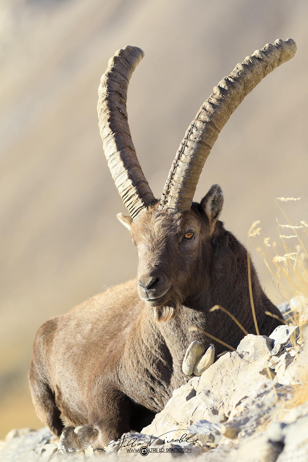 Il Vecchio e la Montagna