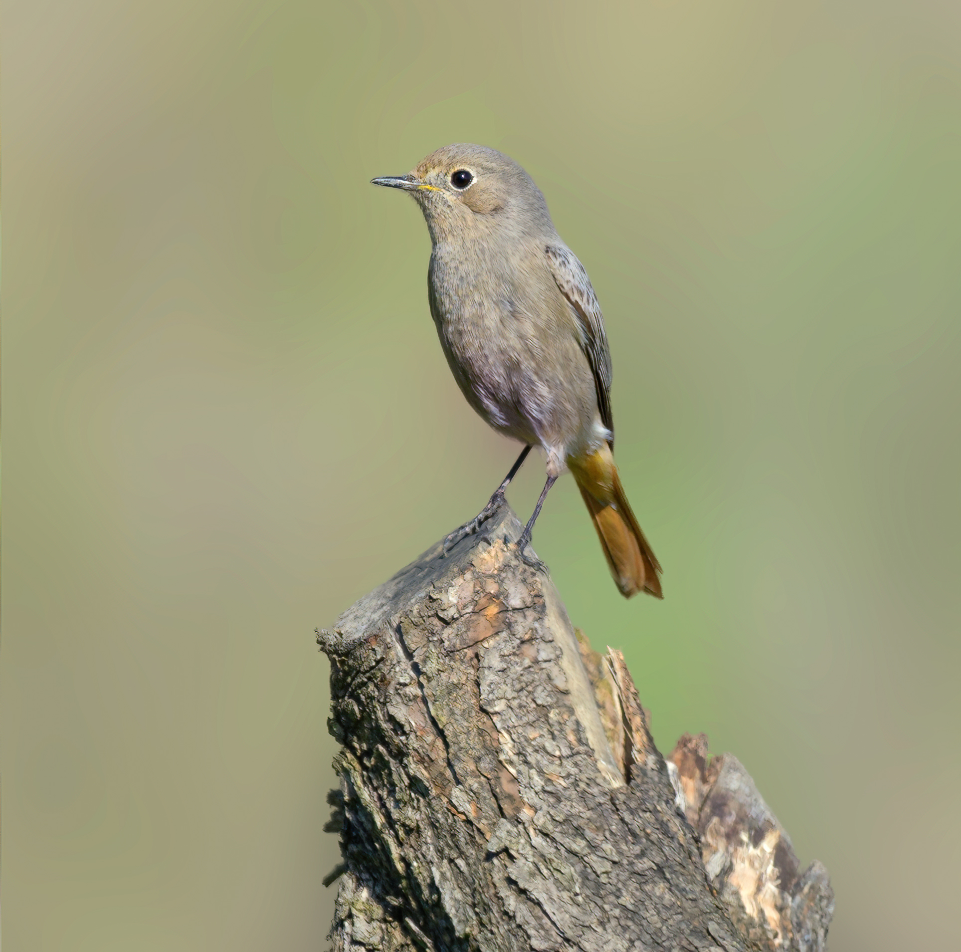Black redstart