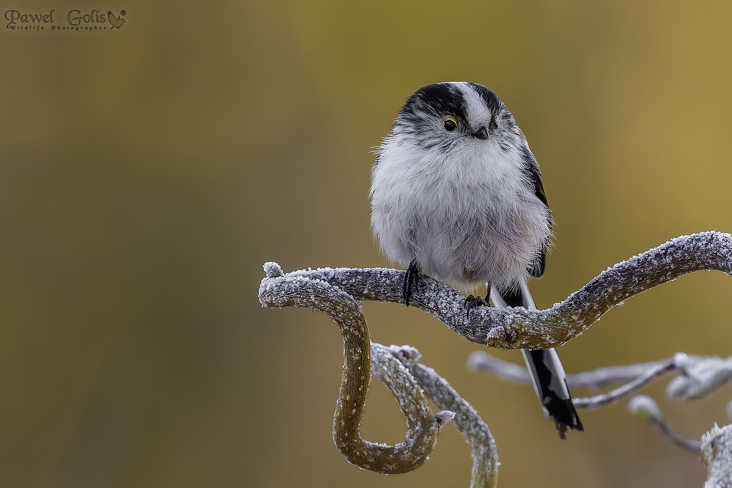 Cinciarella dalla coda lunga (Aegithalos caudatus)