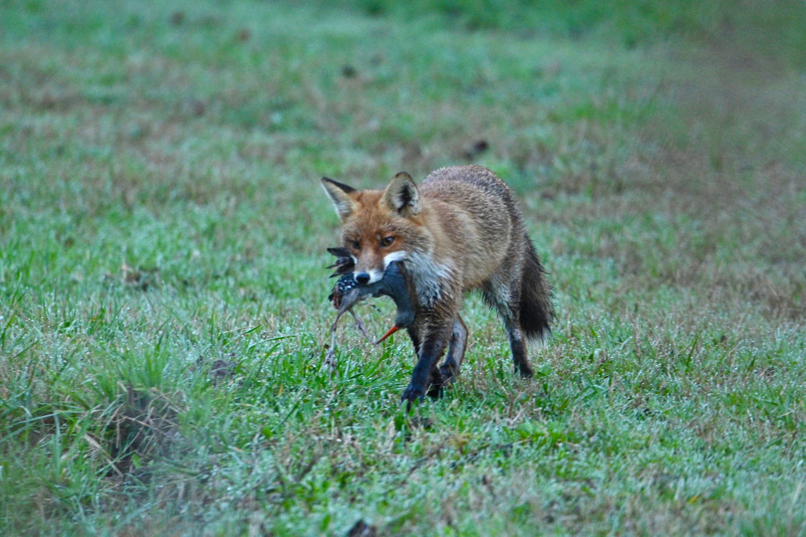 Volpe con porciglione
