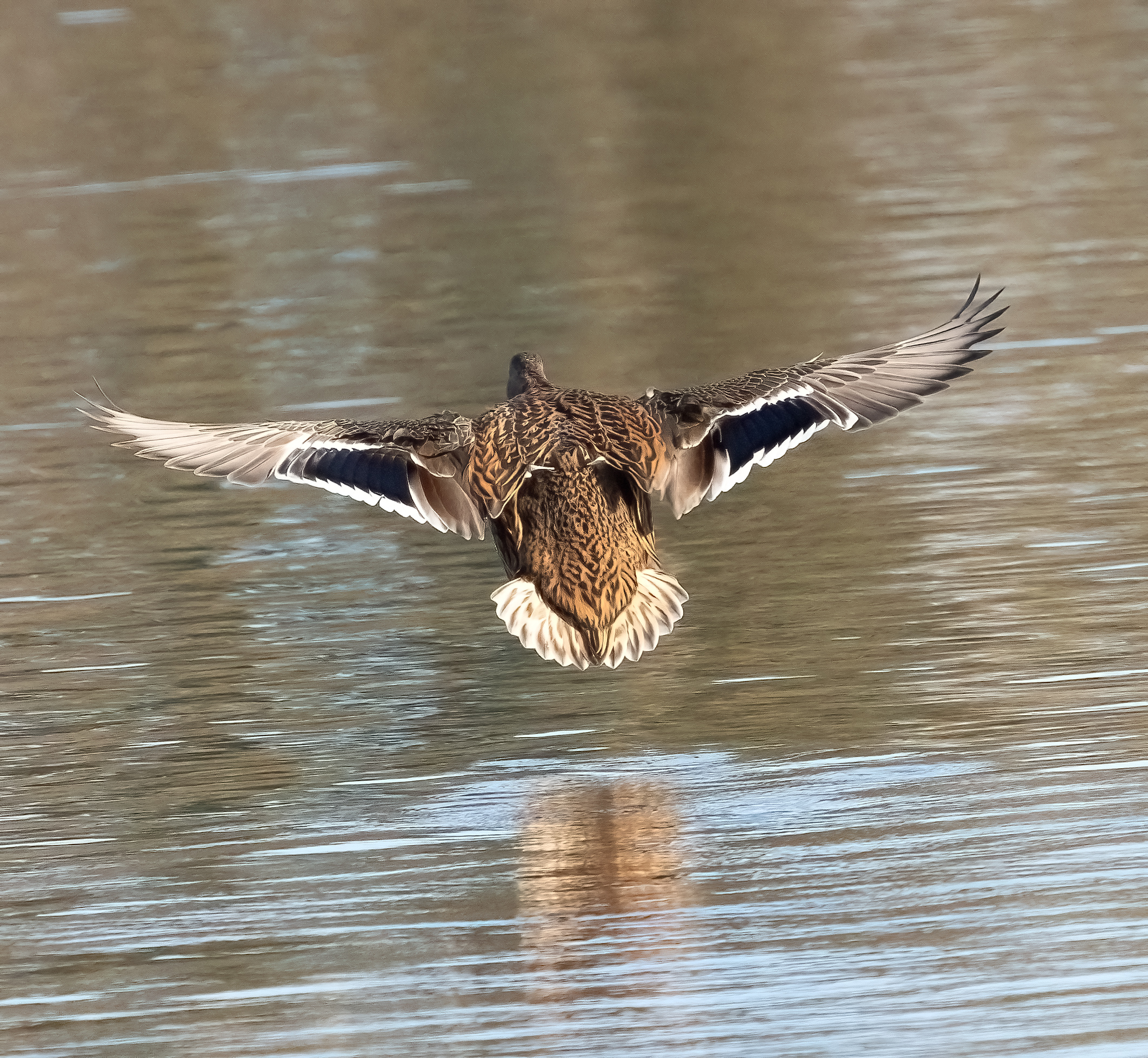 anatra in atterraggio