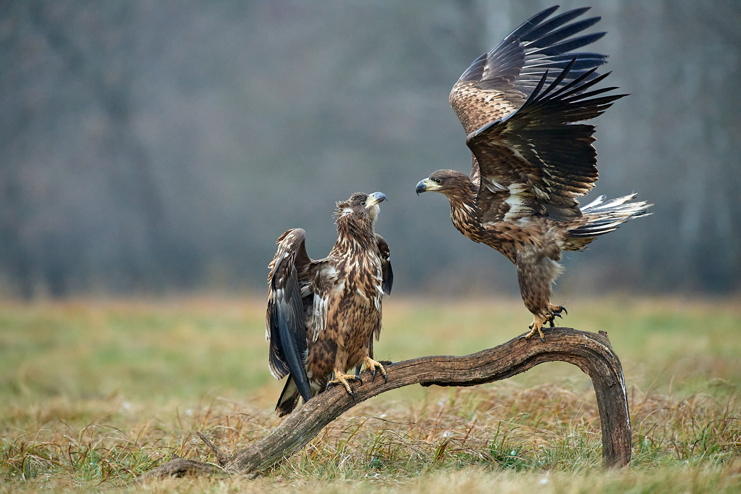 White-tailed Sea Eagles