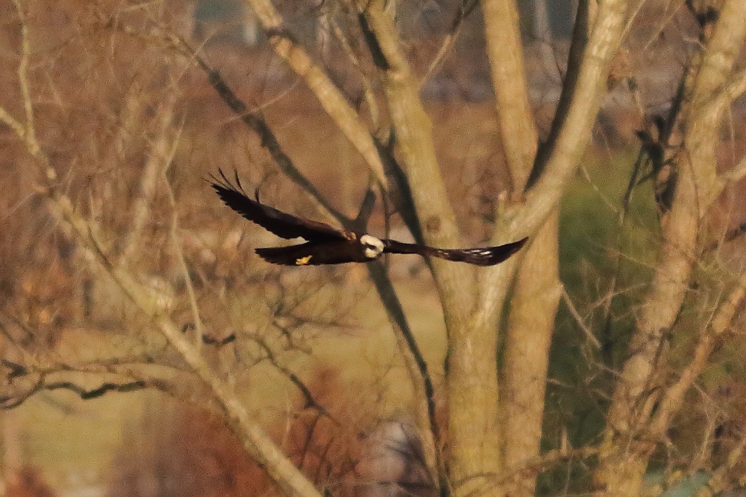 Marsh Harrier F 20-12-2023