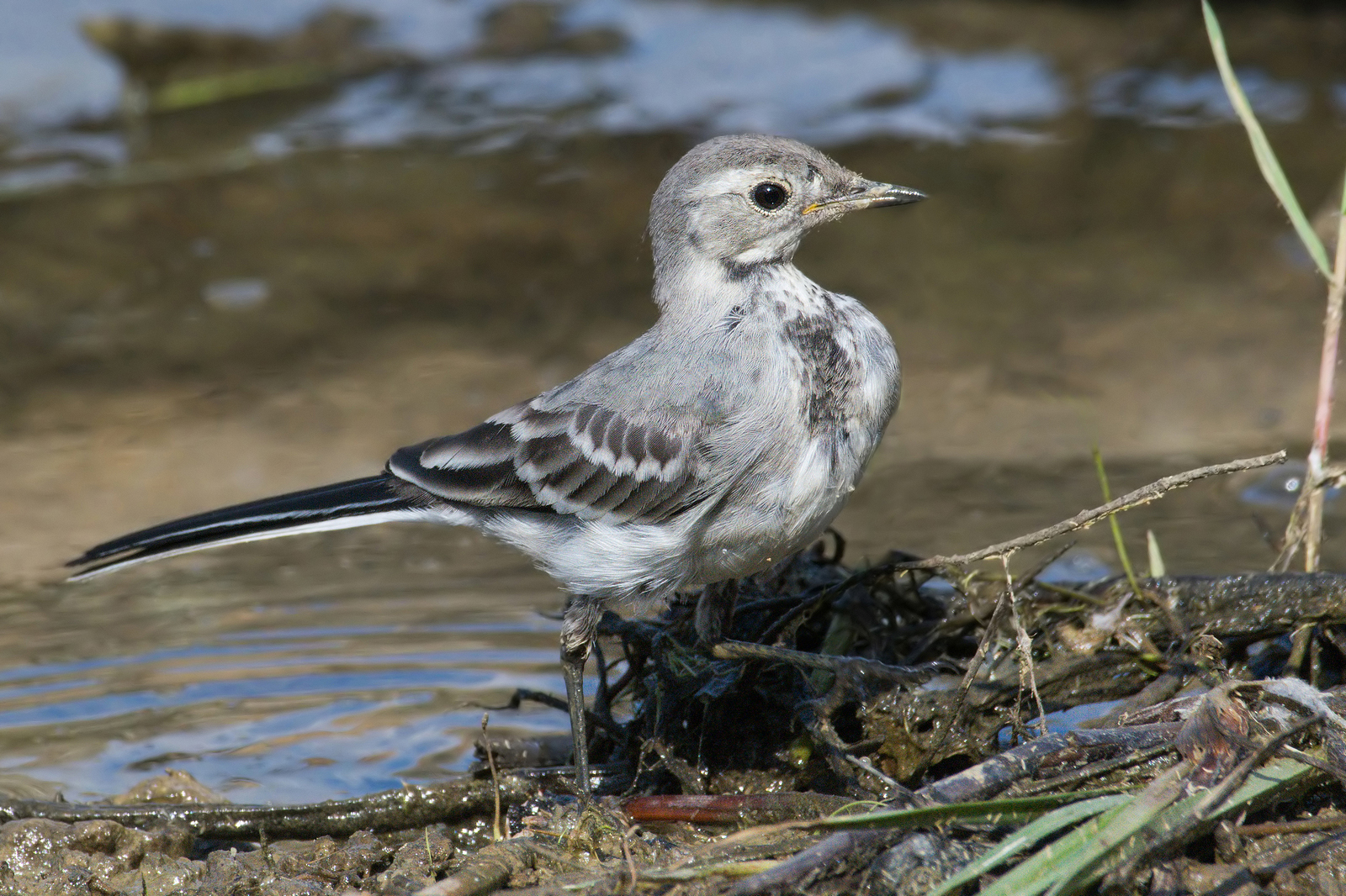 Ballerina bianca giovane (Motacilla alba)