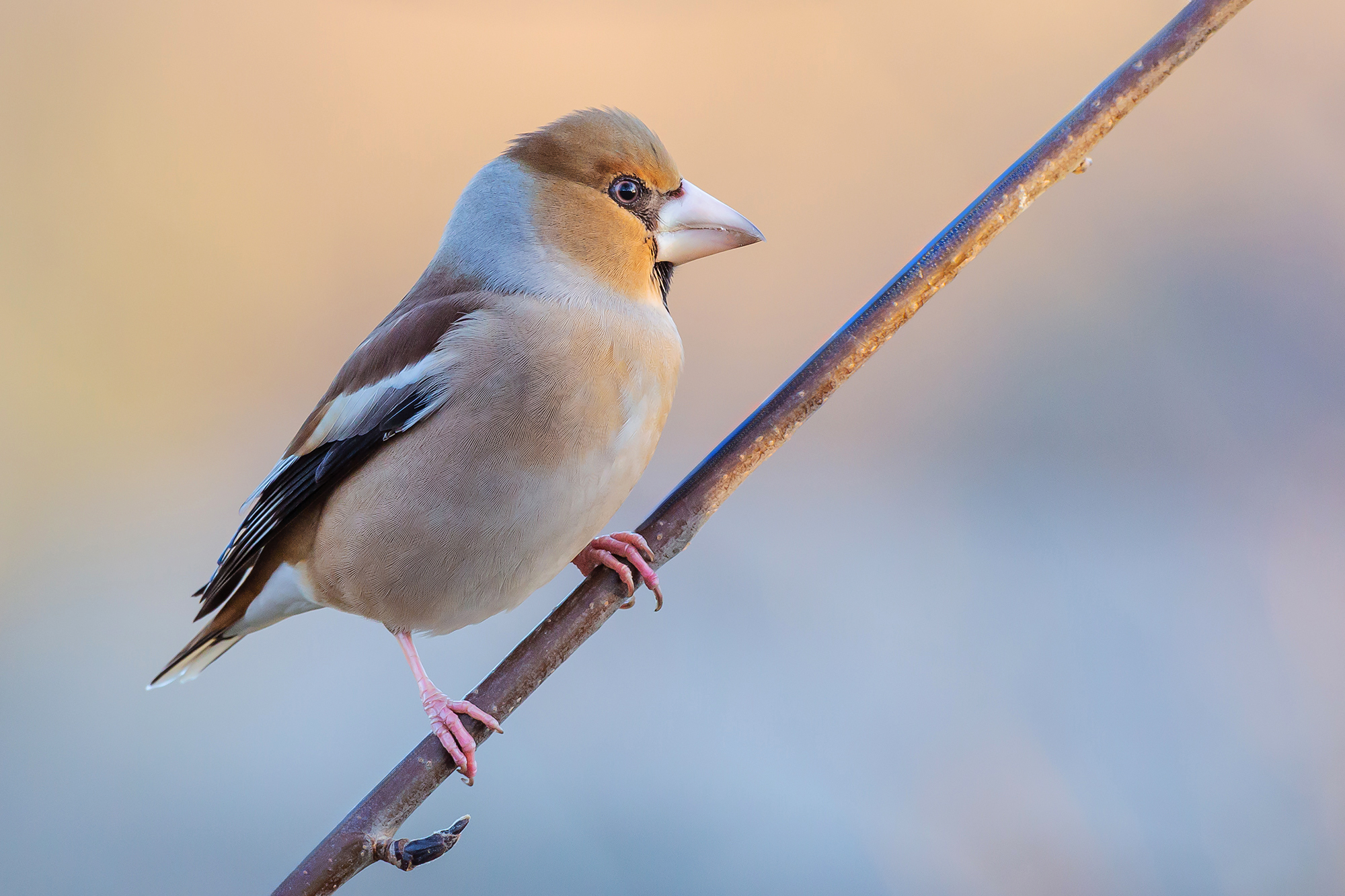 Hawfinch