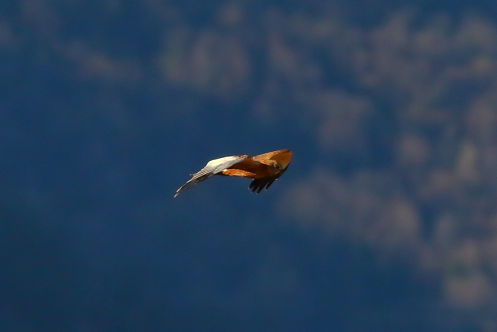 Marsh Harrier M 23-12-2023