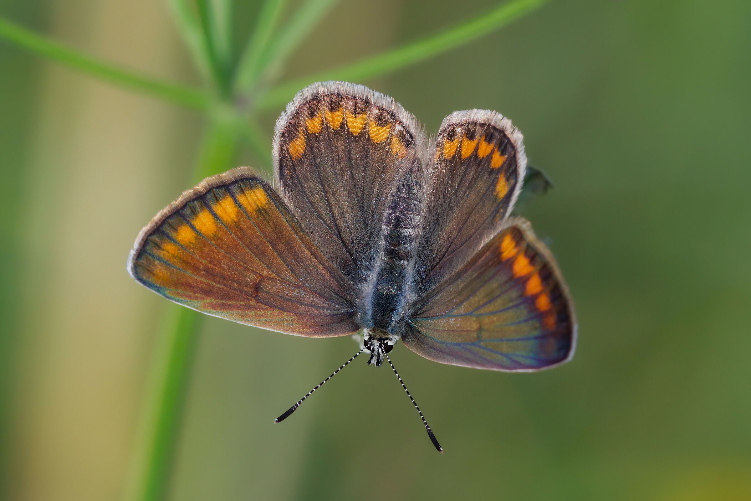 Aricia agestis