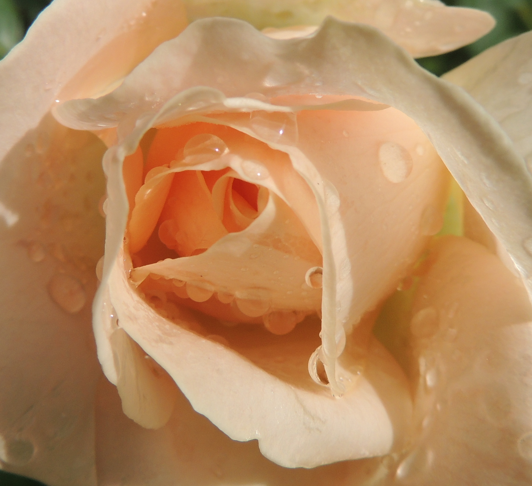 with my heart in tears