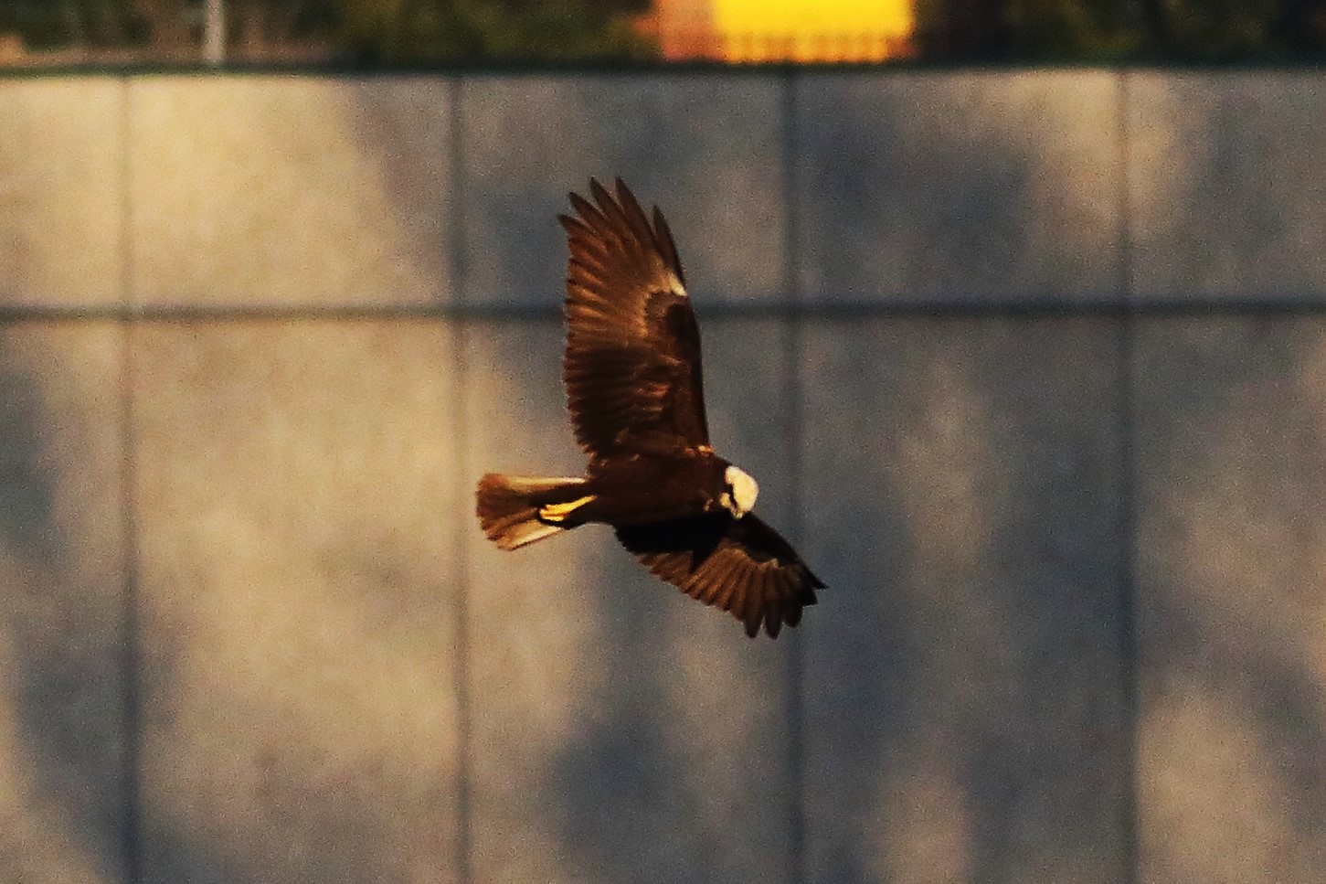 Marsh Harrier F 20-12-2023