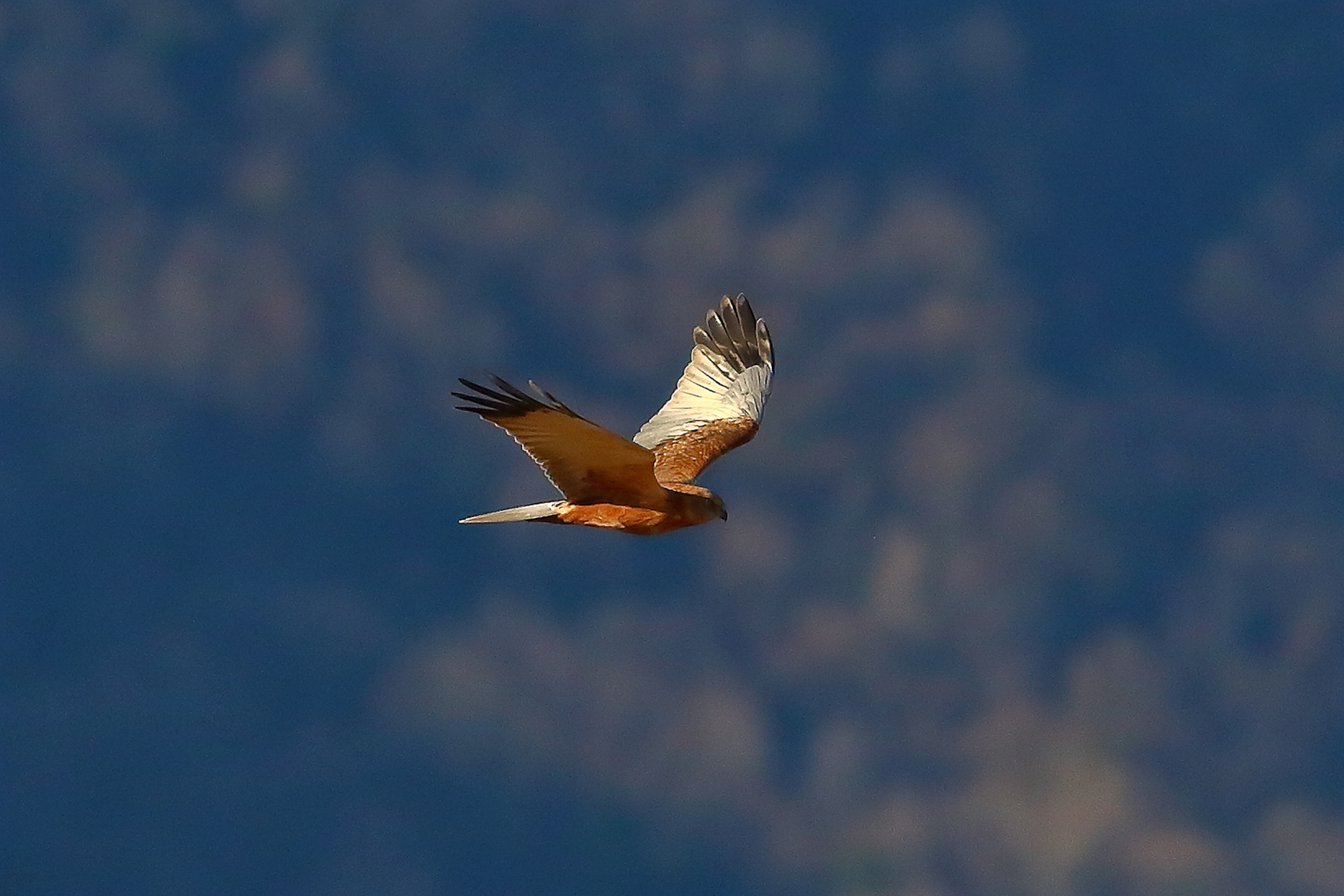 Marsh Harrier M 23-12-2023