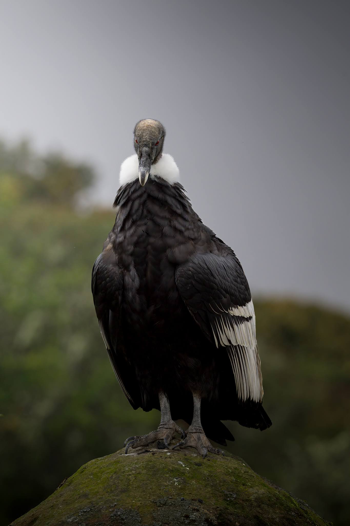 Andean Condor