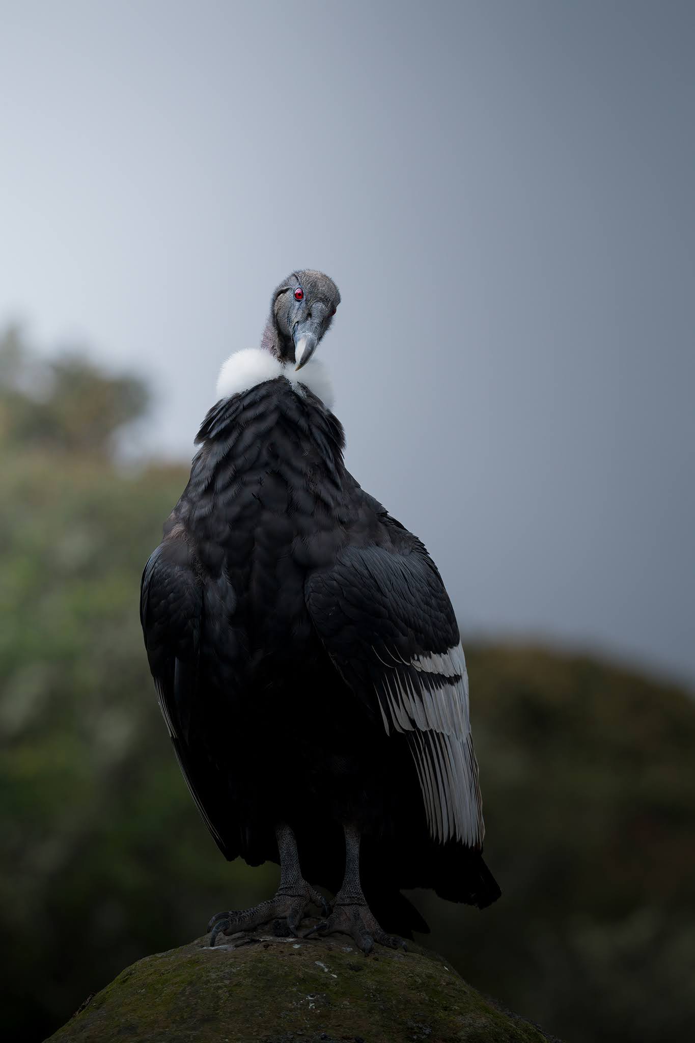 Andean Condor