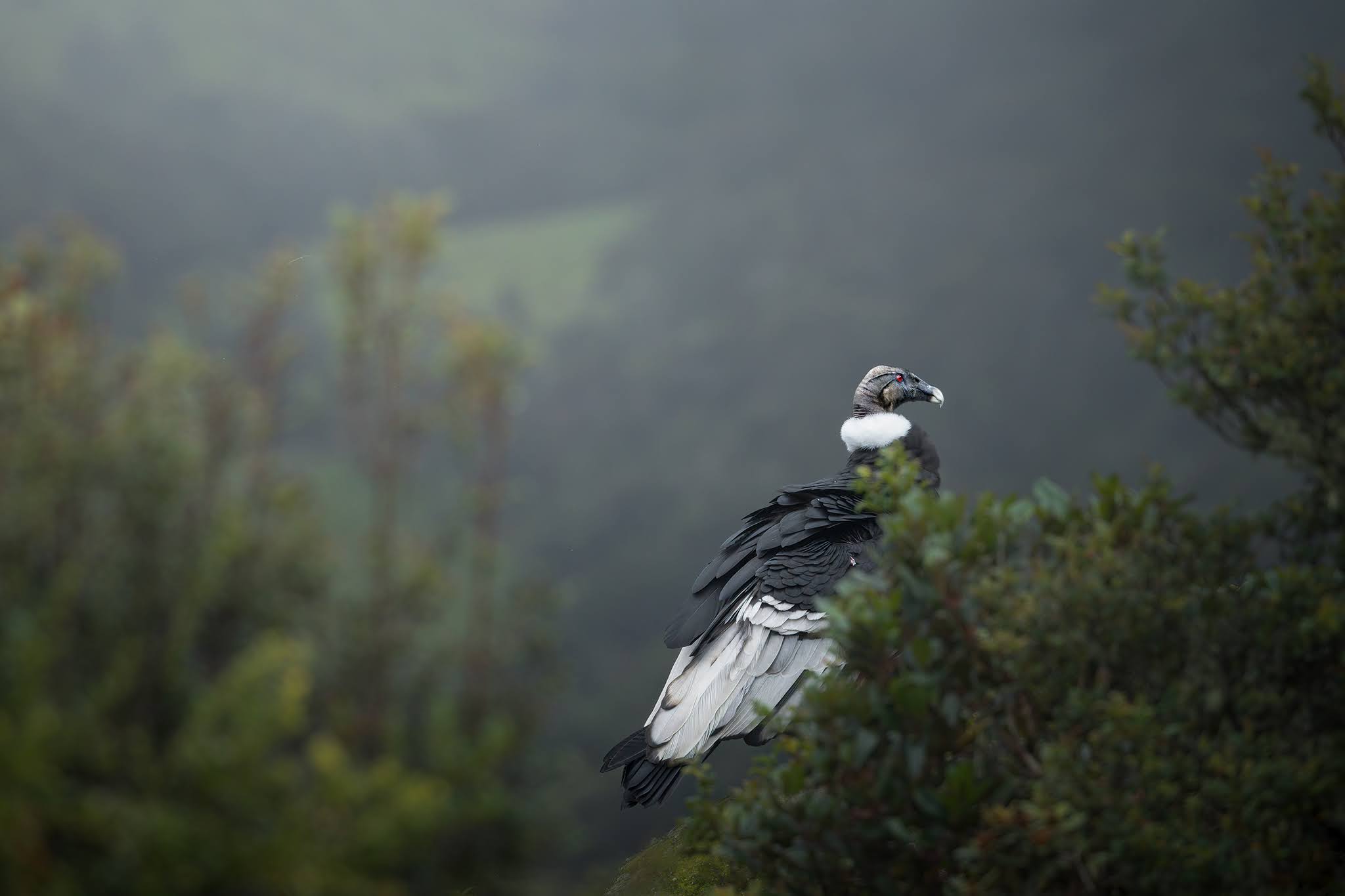 Andean Condor