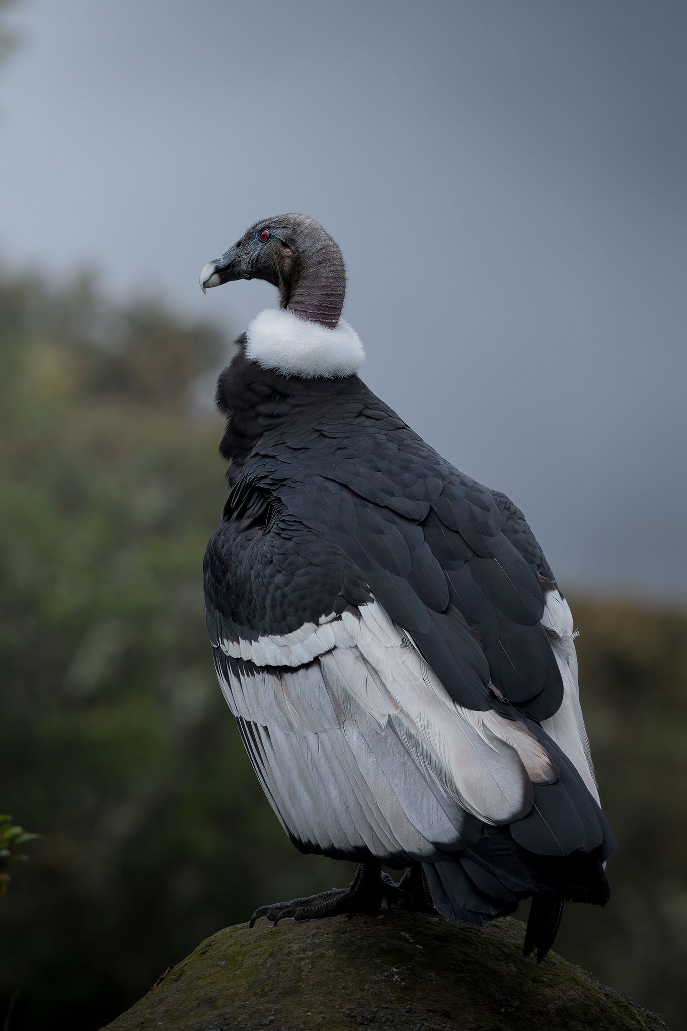 Andean Condor