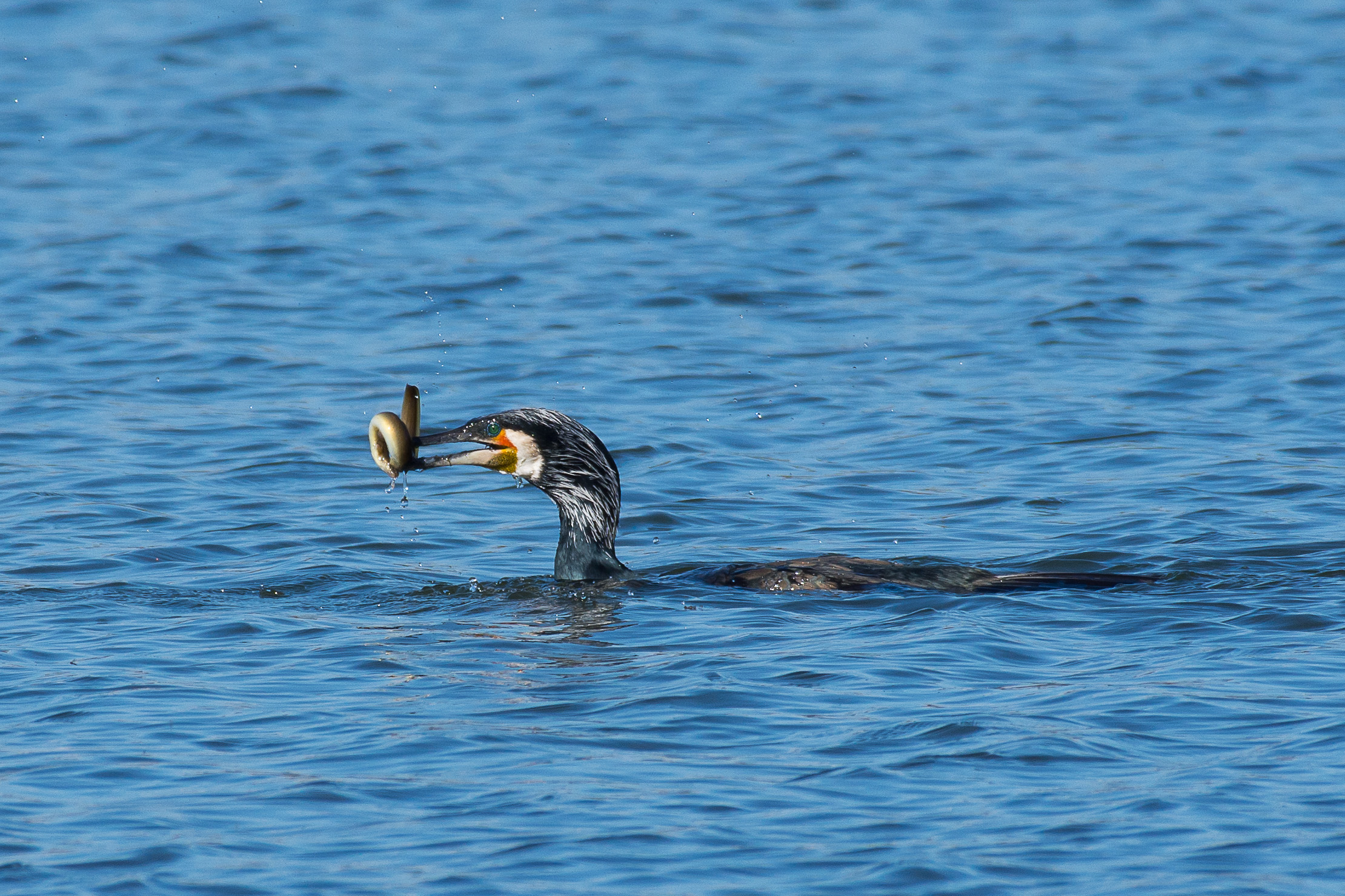 Cormorano con Anguilla