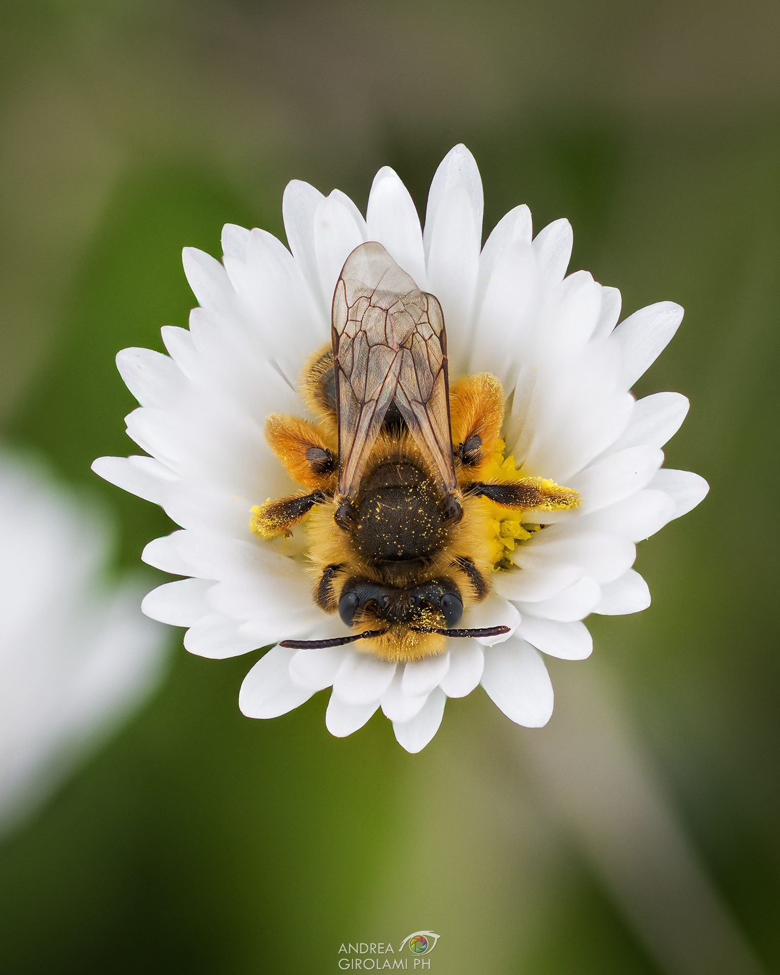 Ape addormentata sopra una margherita