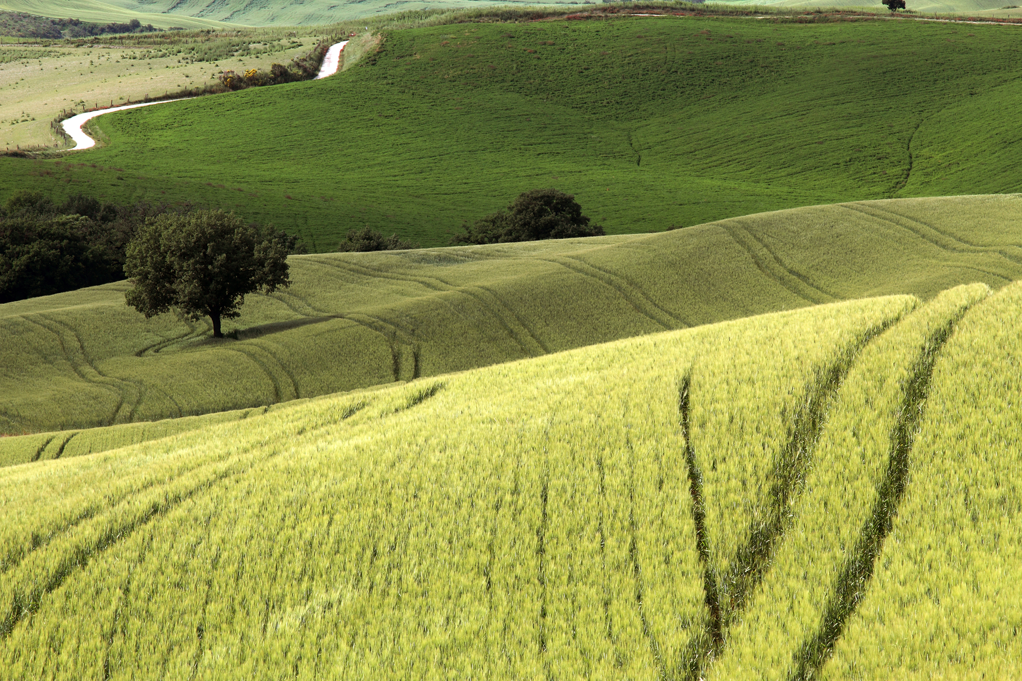 Three green tonality