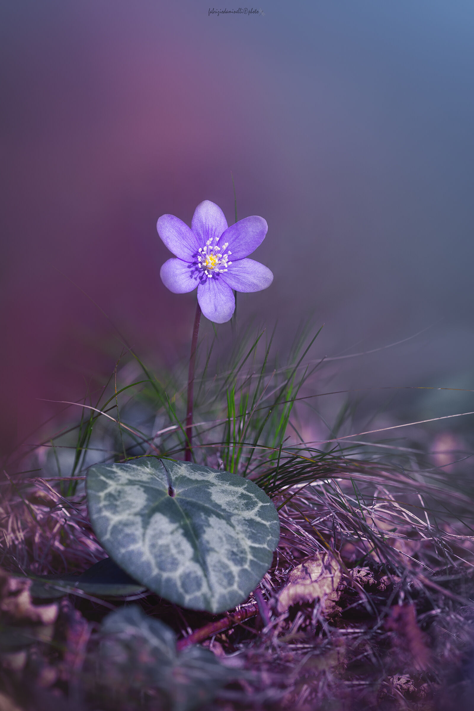 Hepatica nobilis