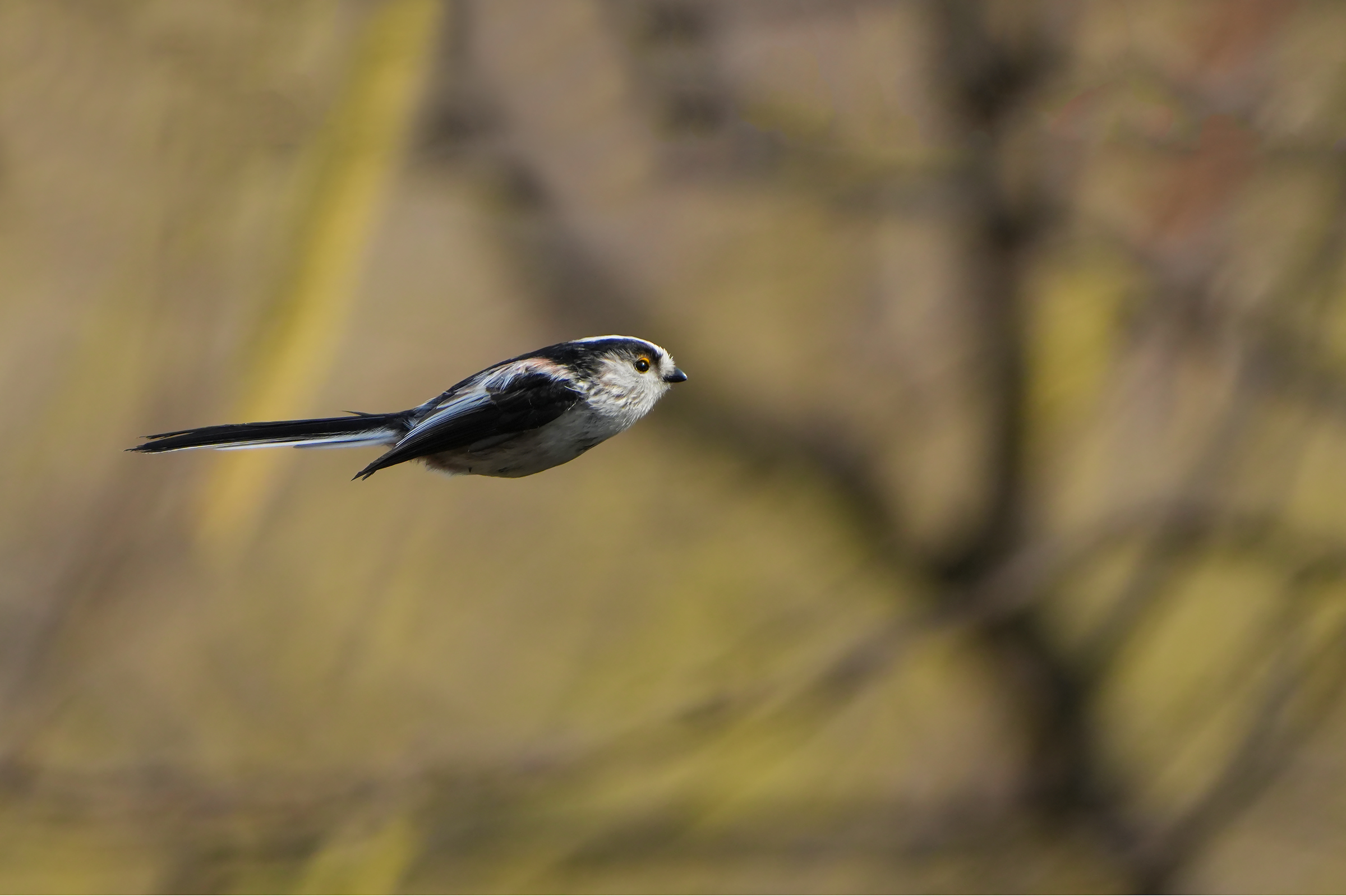 in flight......