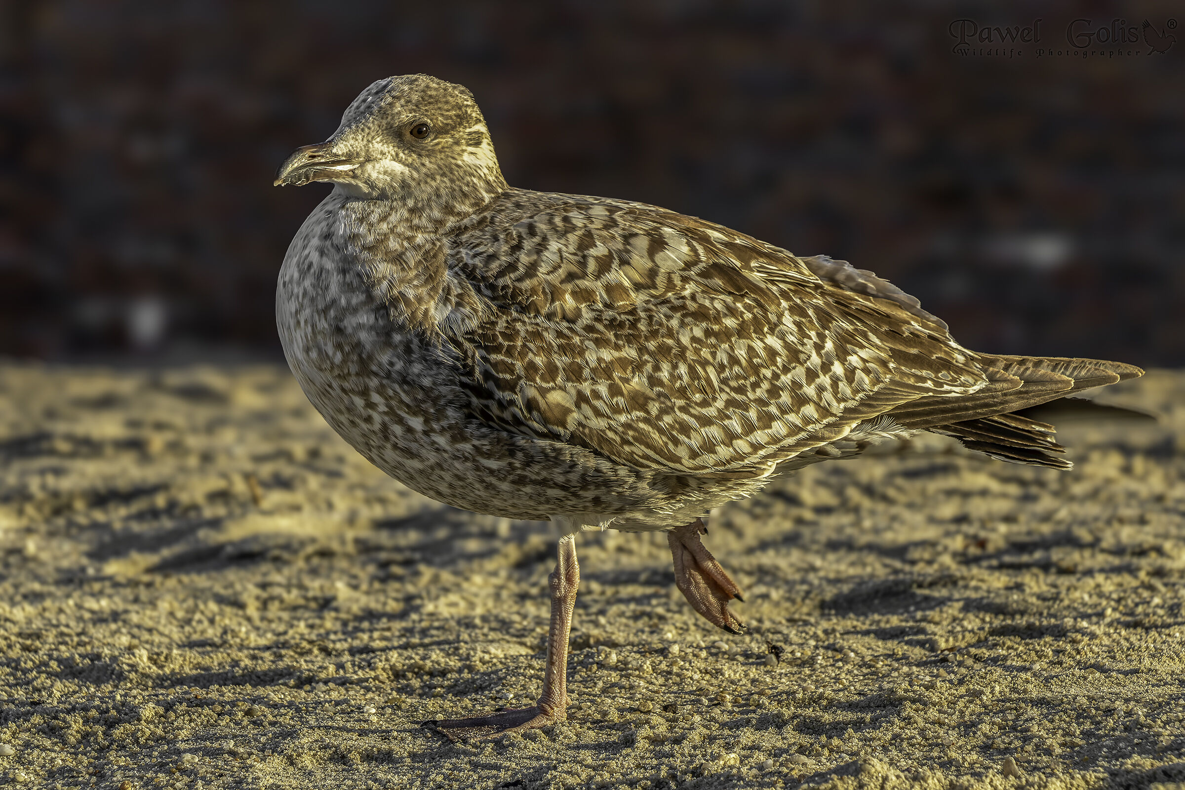 Gabbiano reale (Larus argentatus)