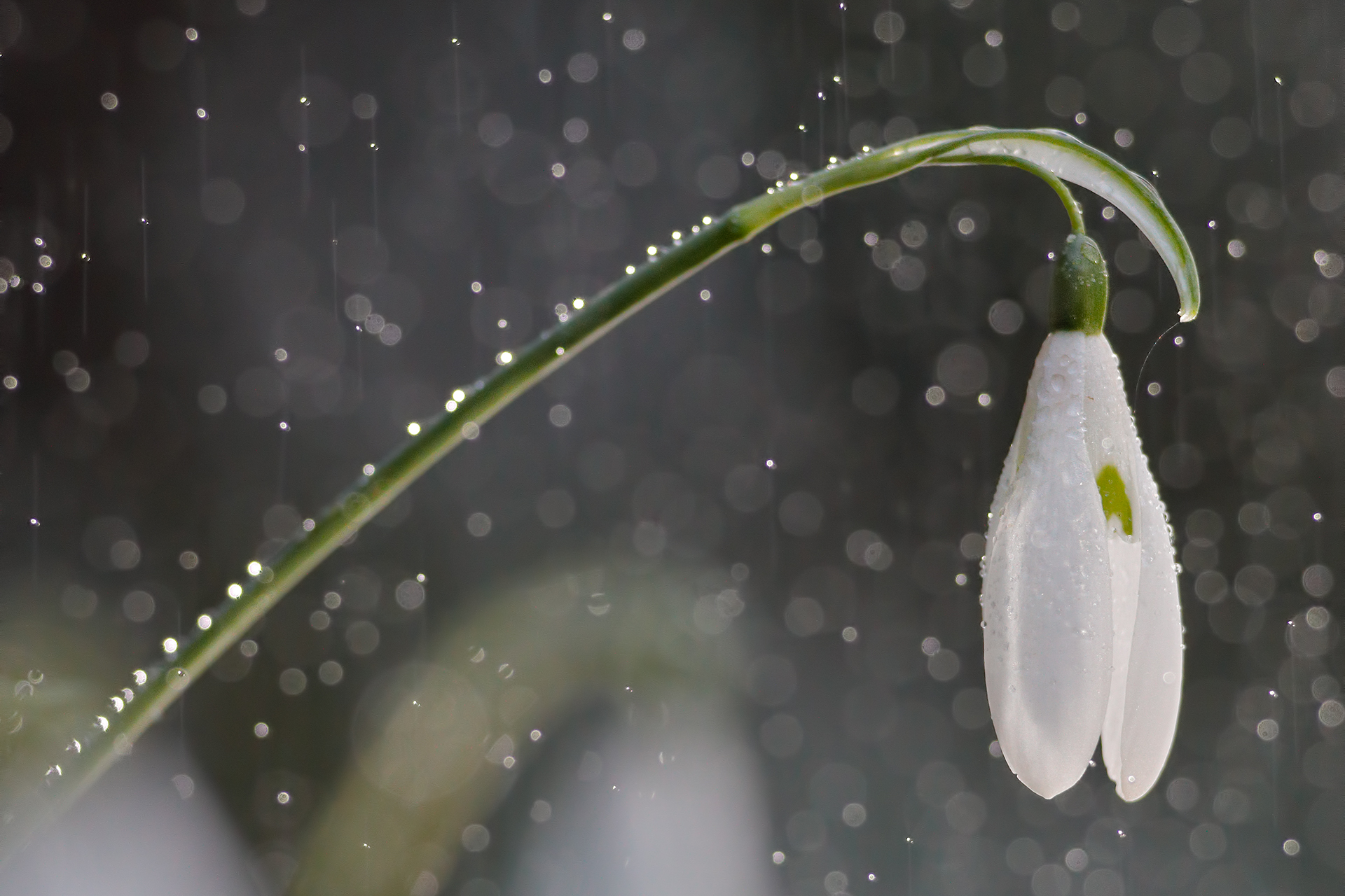 Snowdrop