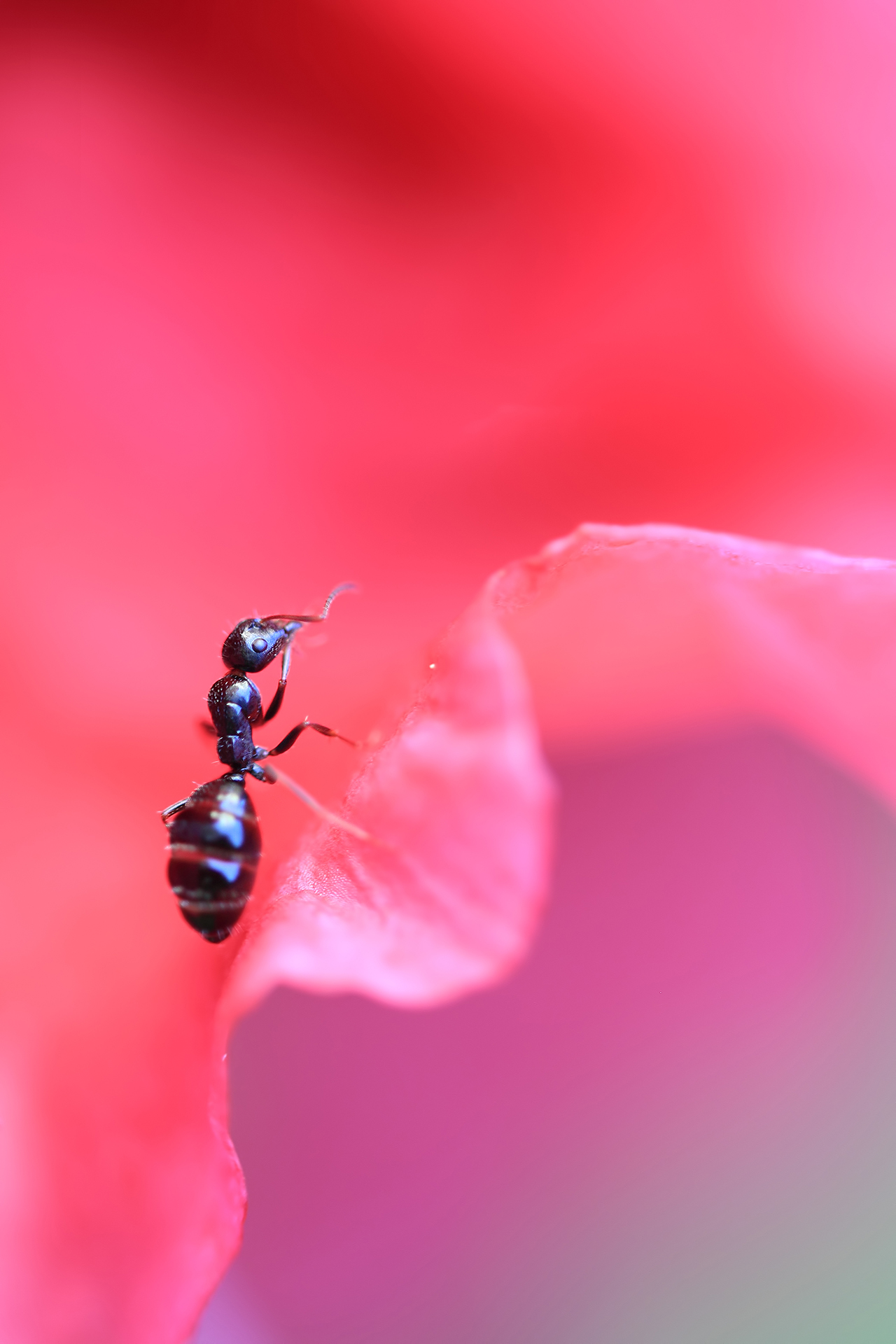Ant in rhododendron