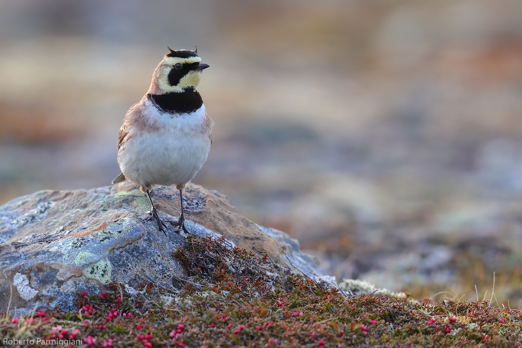 La regina della tundra