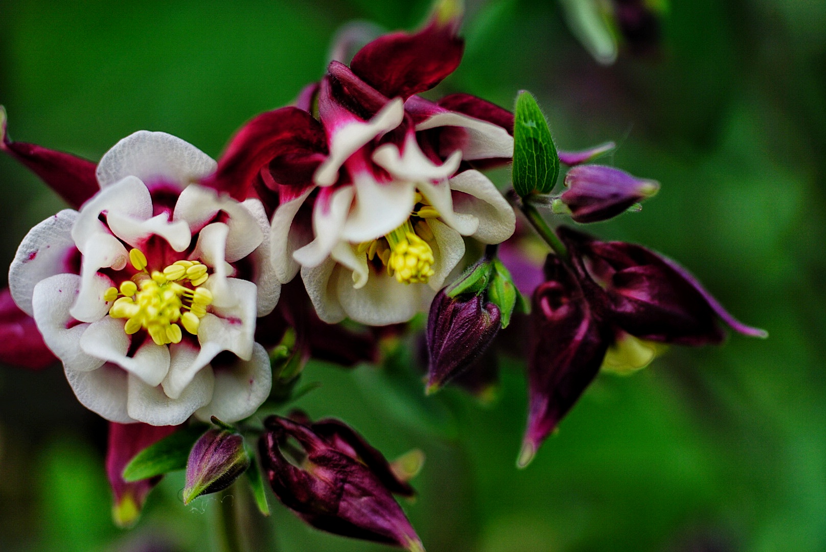 Fiori di casa