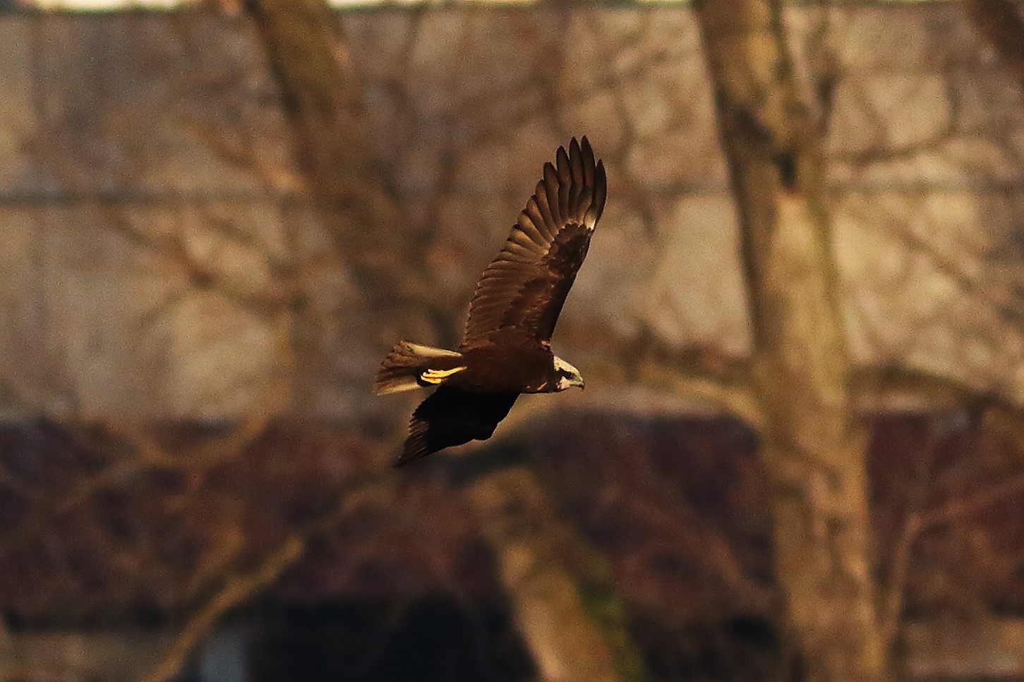 Marsh Harrier F 20-12-2023