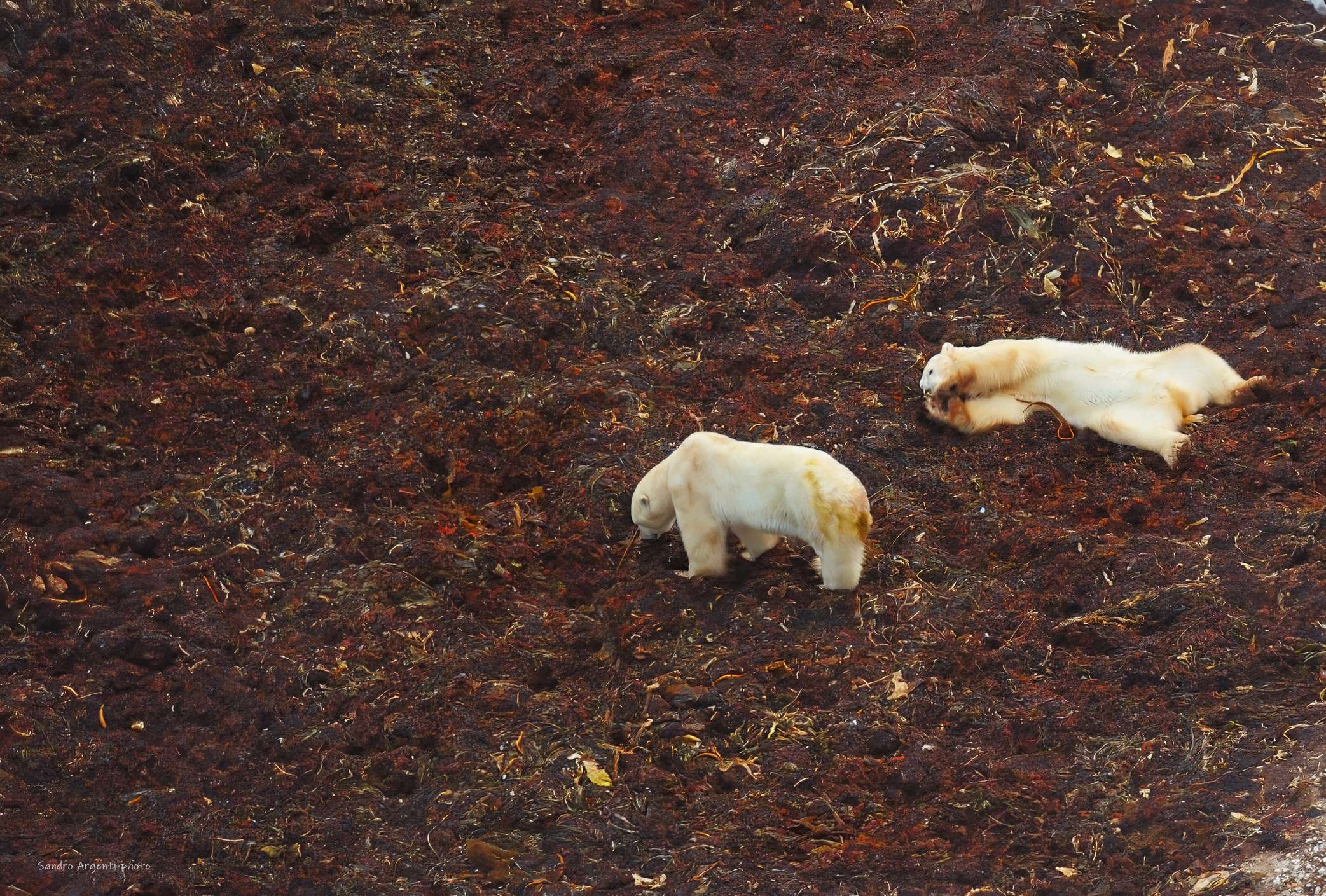Orso polare (Ursus maritimus) che si riposa.