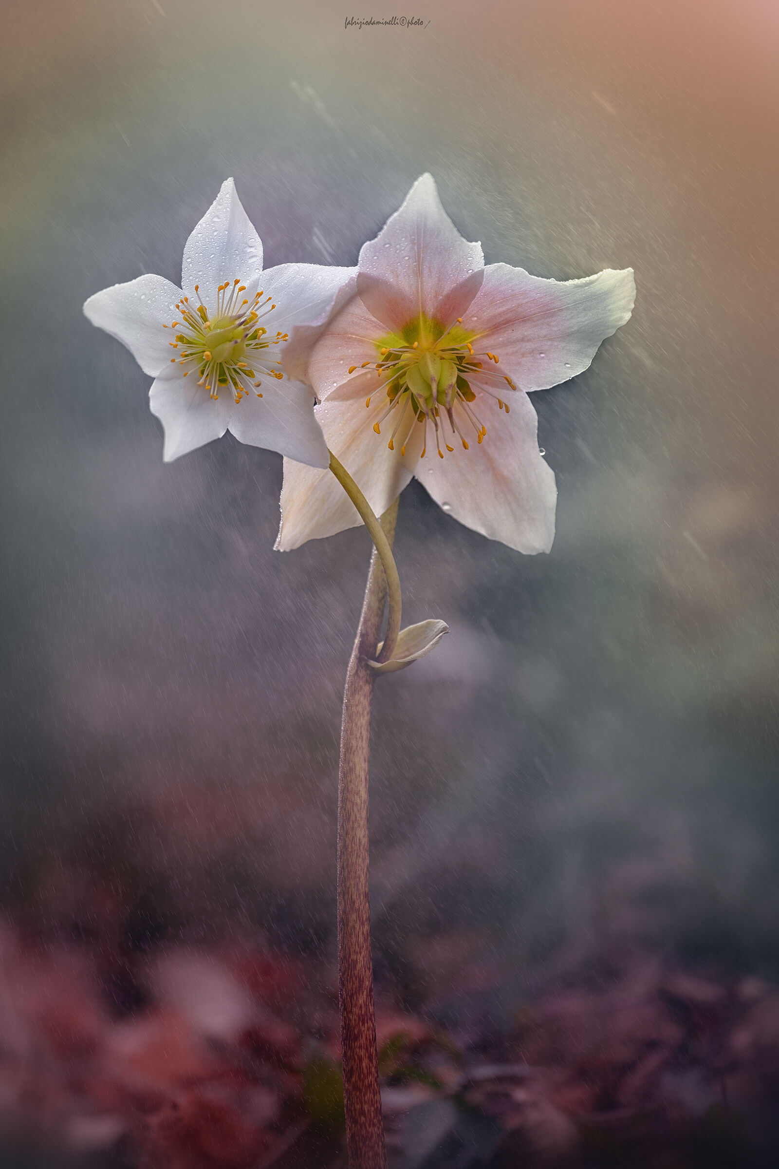 Helleborus niger
