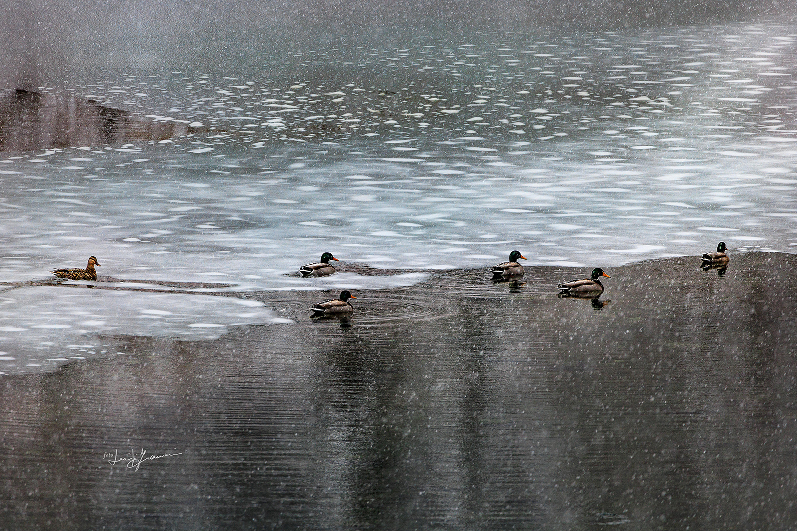 Anatre in relax sul lago