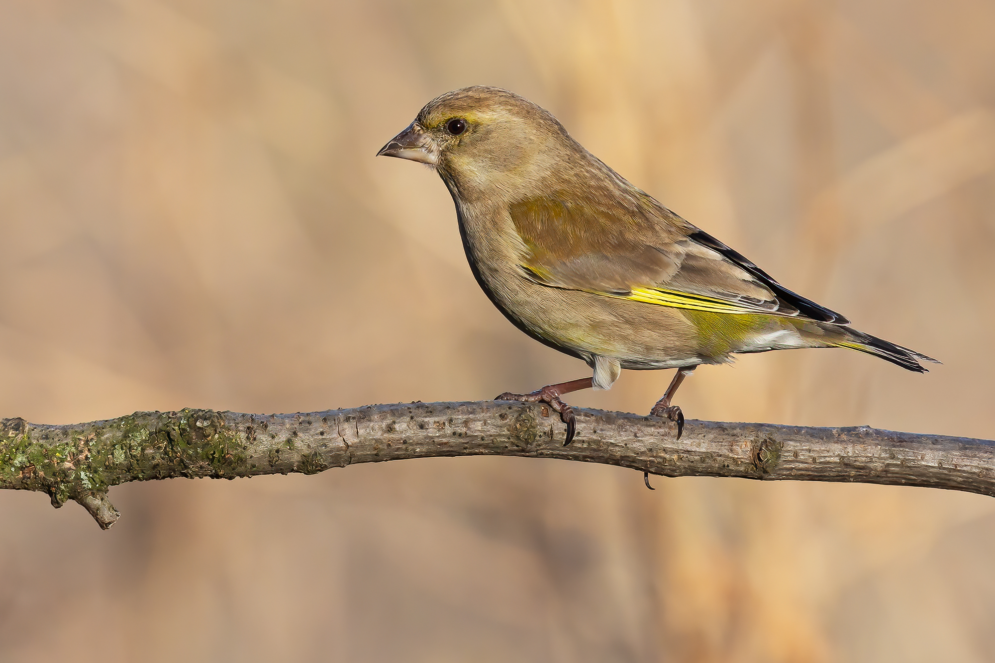 Greenfinch