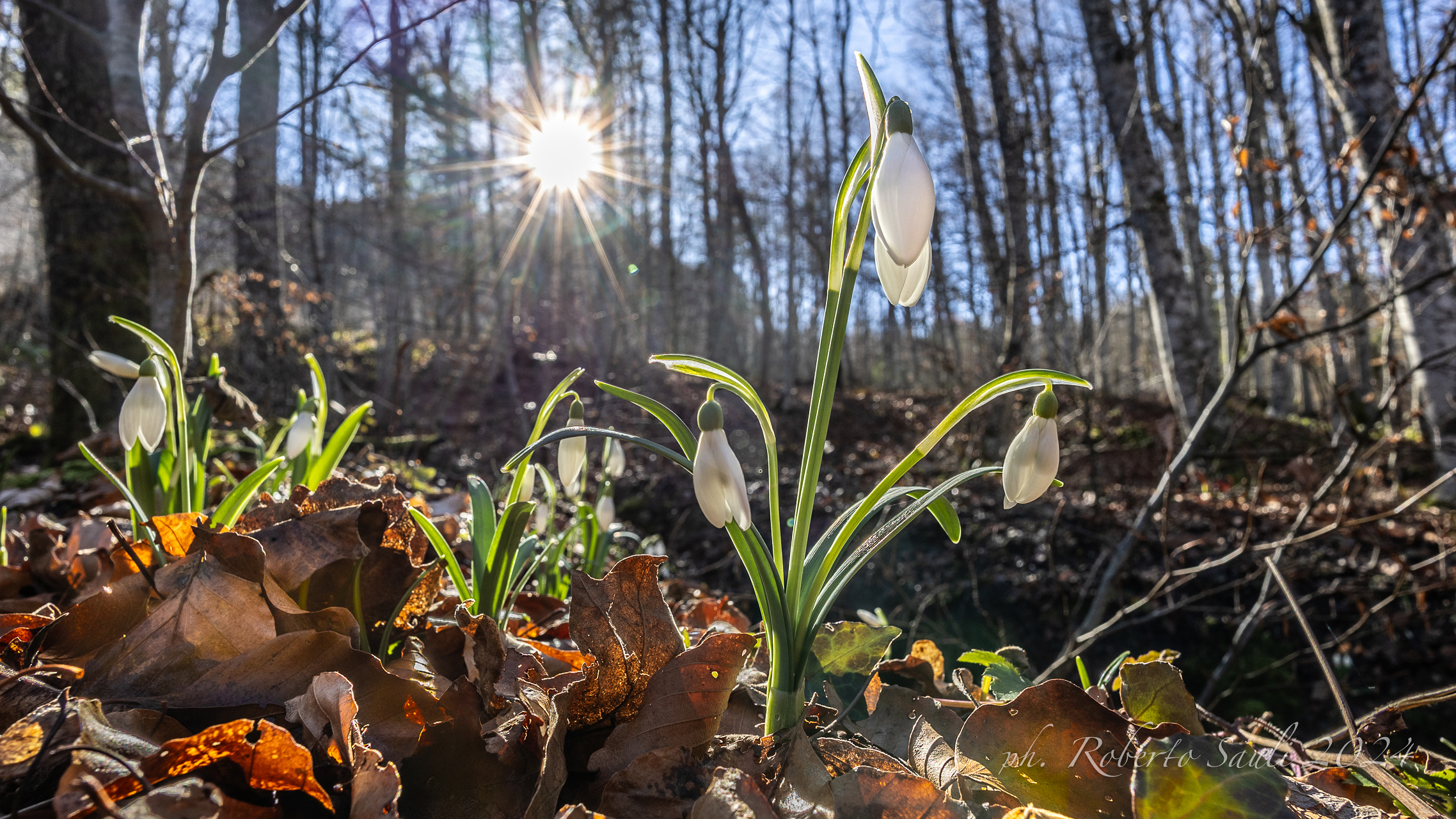 Bucaneve (Galanthus nivalis)