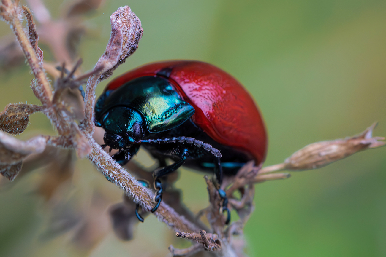 Chrysolina grossa