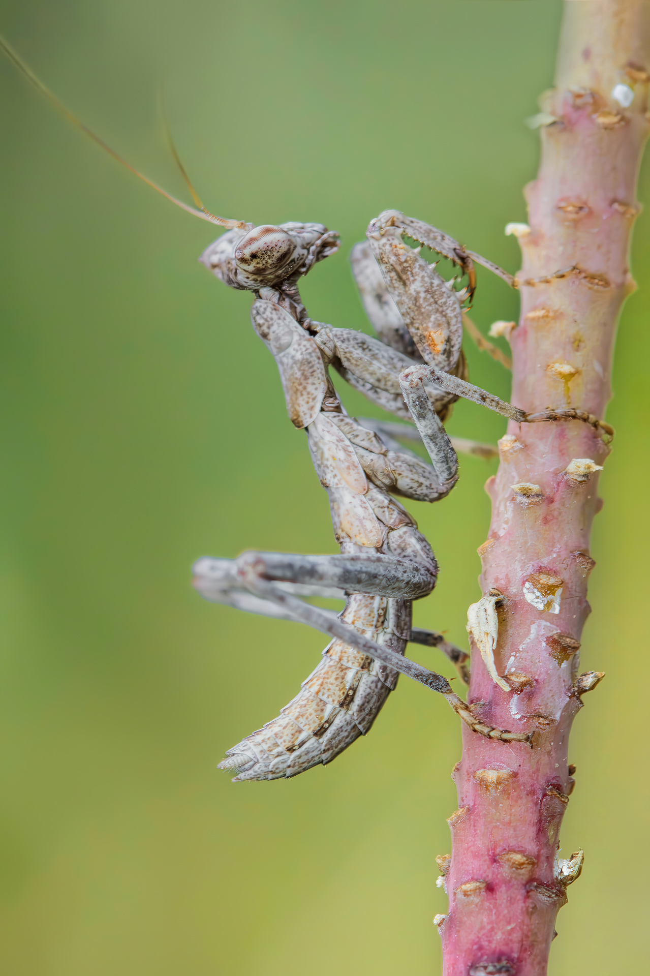 Even a mantis if flattered...