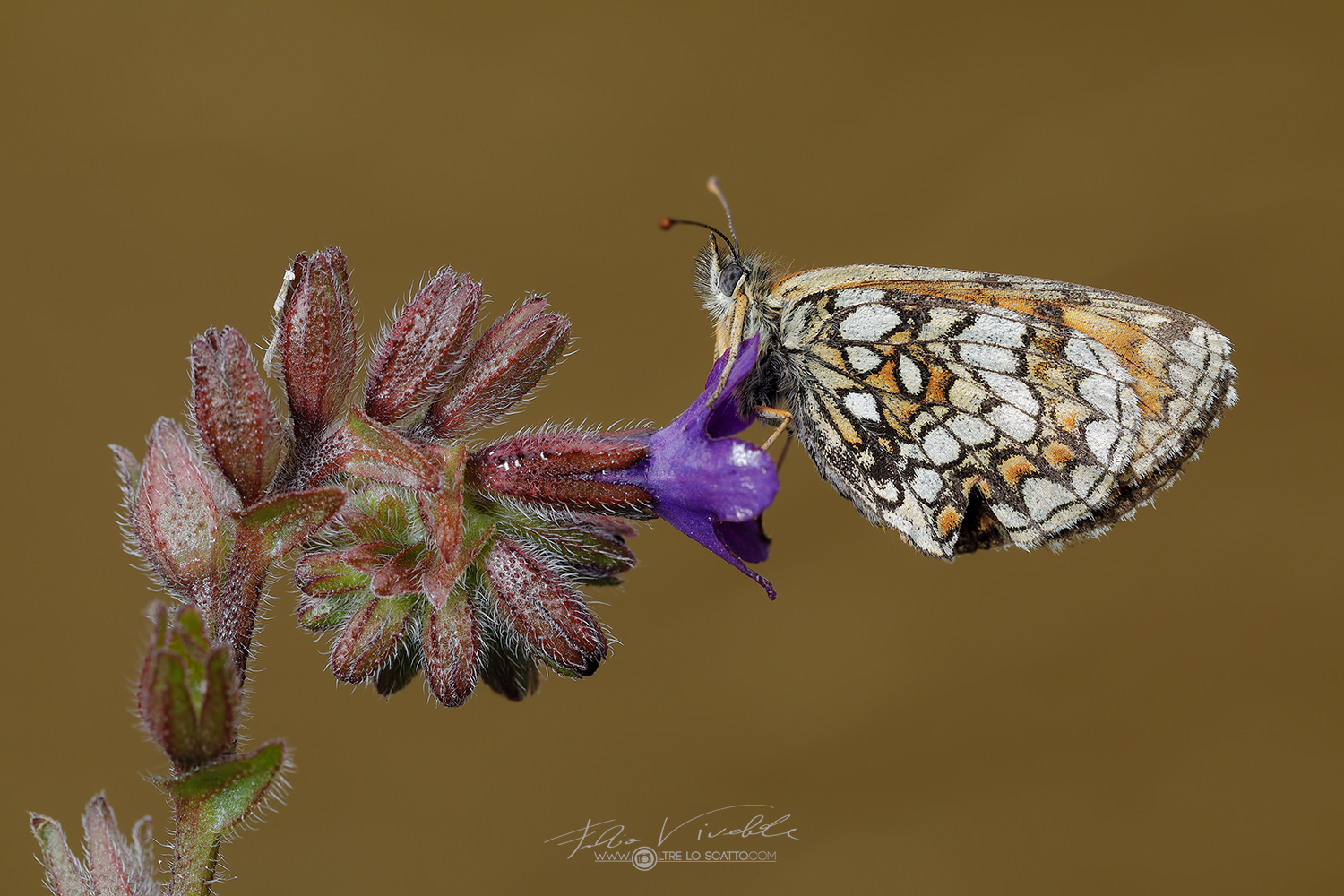 Melitaea Phoebe