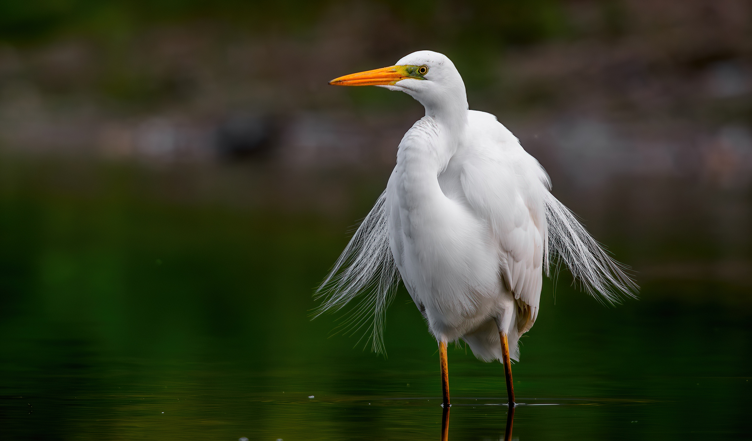 Airone bianco maggiore
